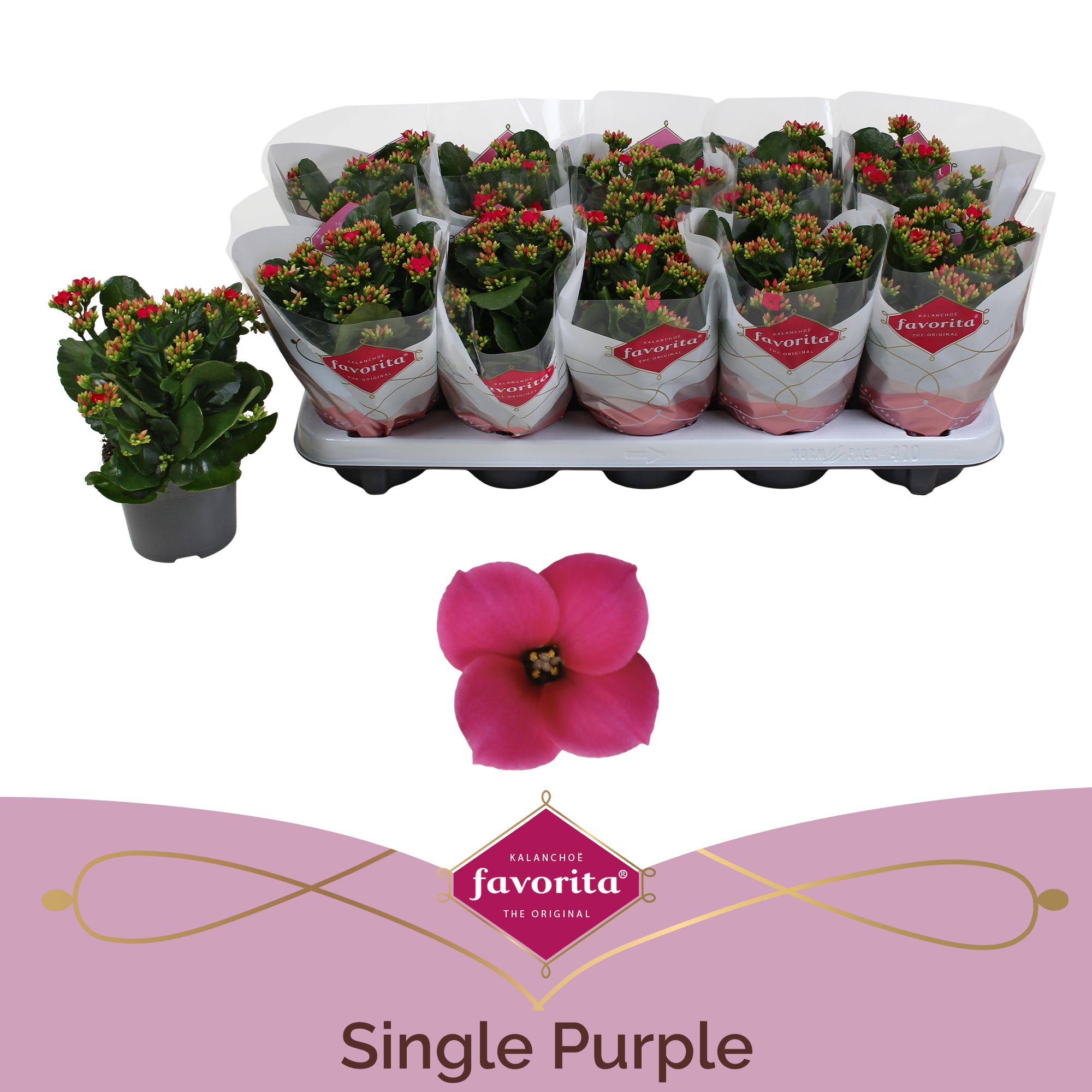 Kalanchoe favorita purple stadium 1, D 10,5
