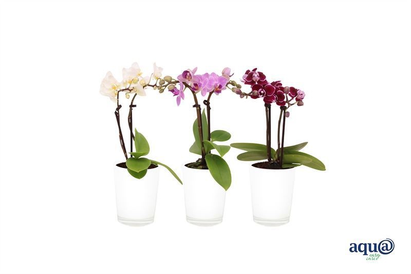 Glas pot p06 white Phal Tiny Dolls mix 2T10+ Aqu@, D 6