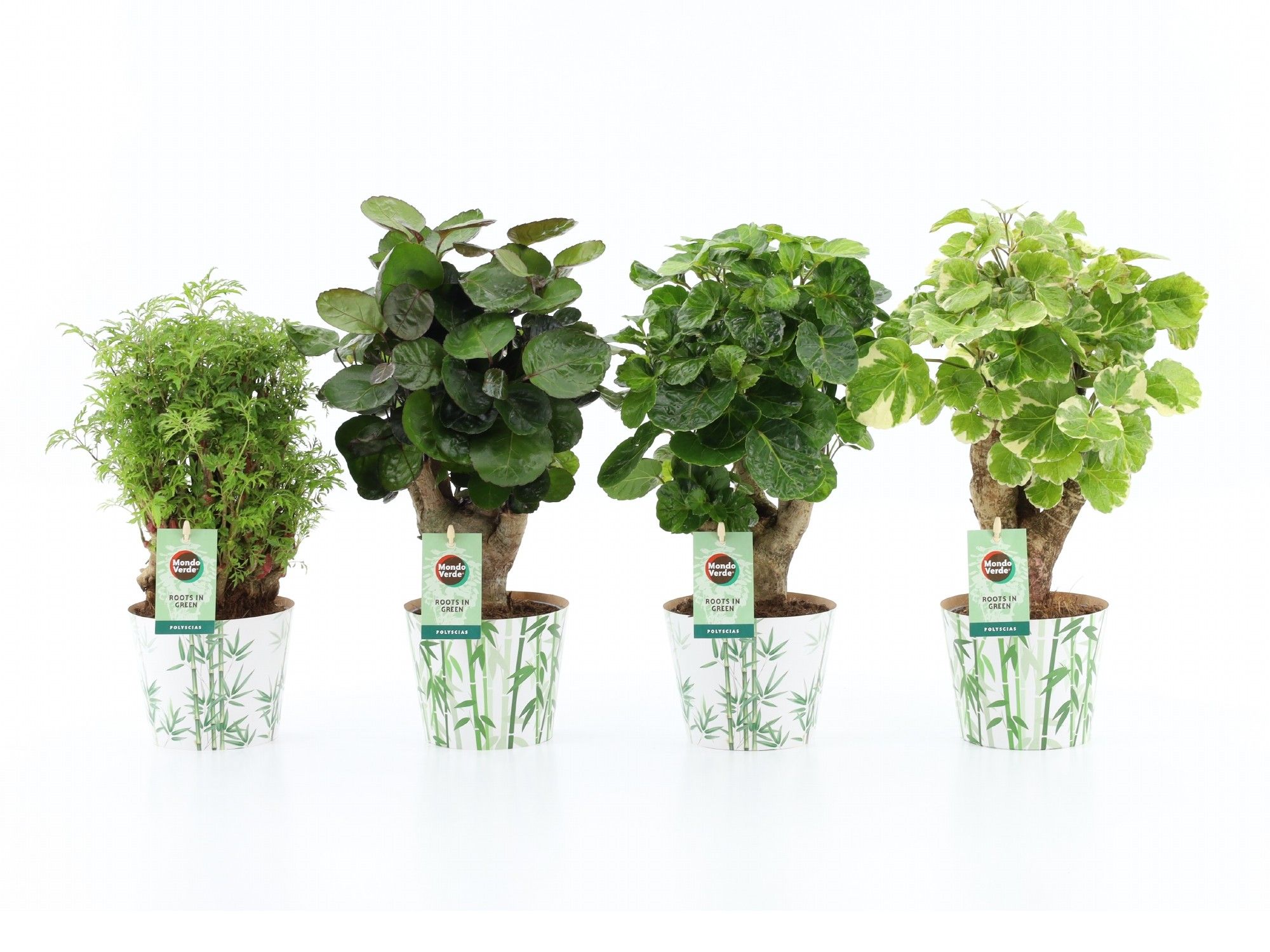 Polyscias Mix 12cm in Potcover Bamboo, D 12