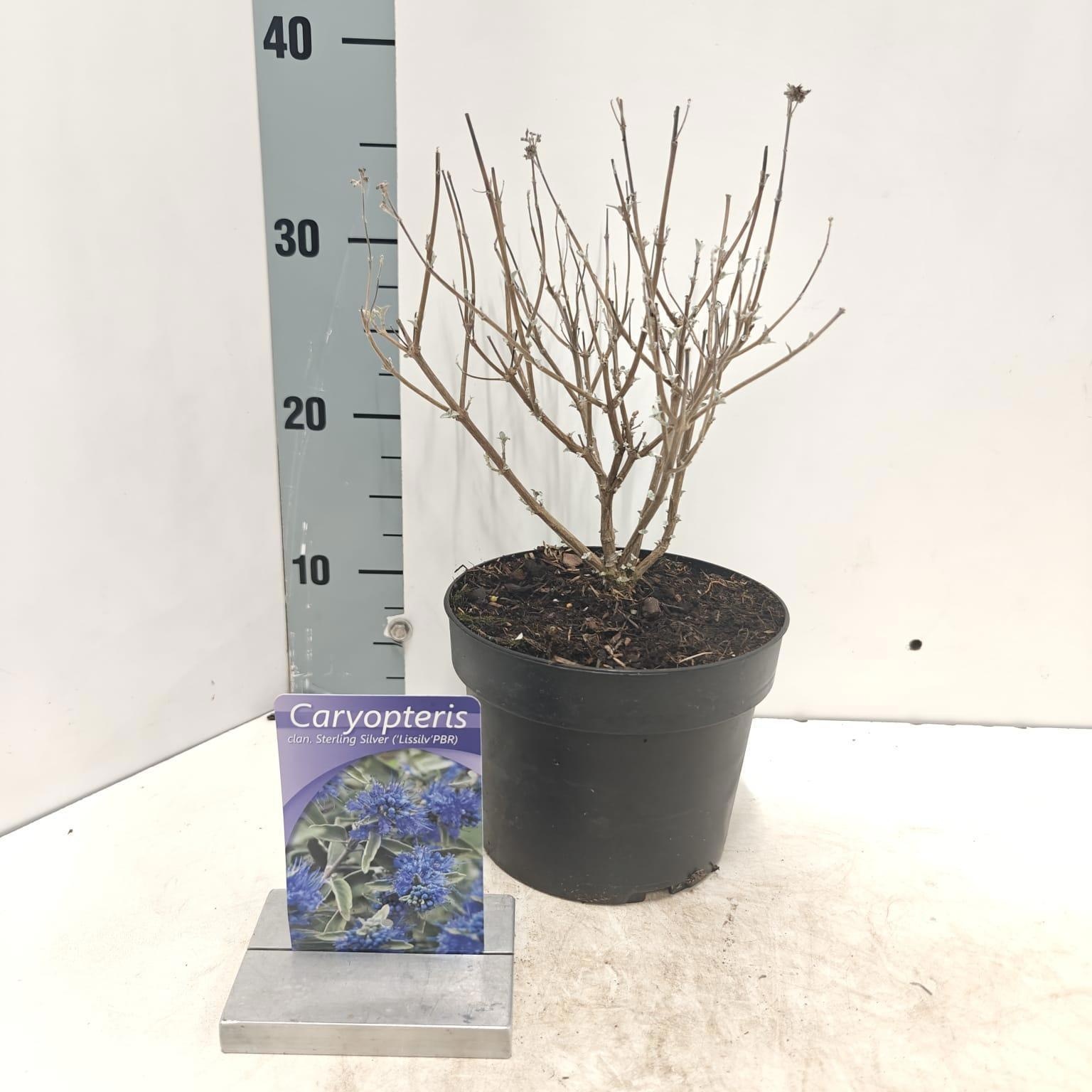 Caryopteris cland. Sterling Silver ('Lissilv'PBR), D 17