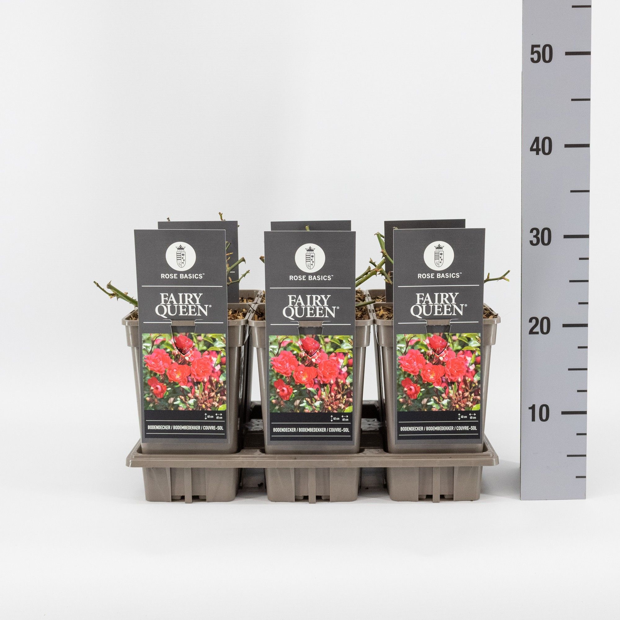 Rosa (P) Fairy Queen ®, C3, D 17