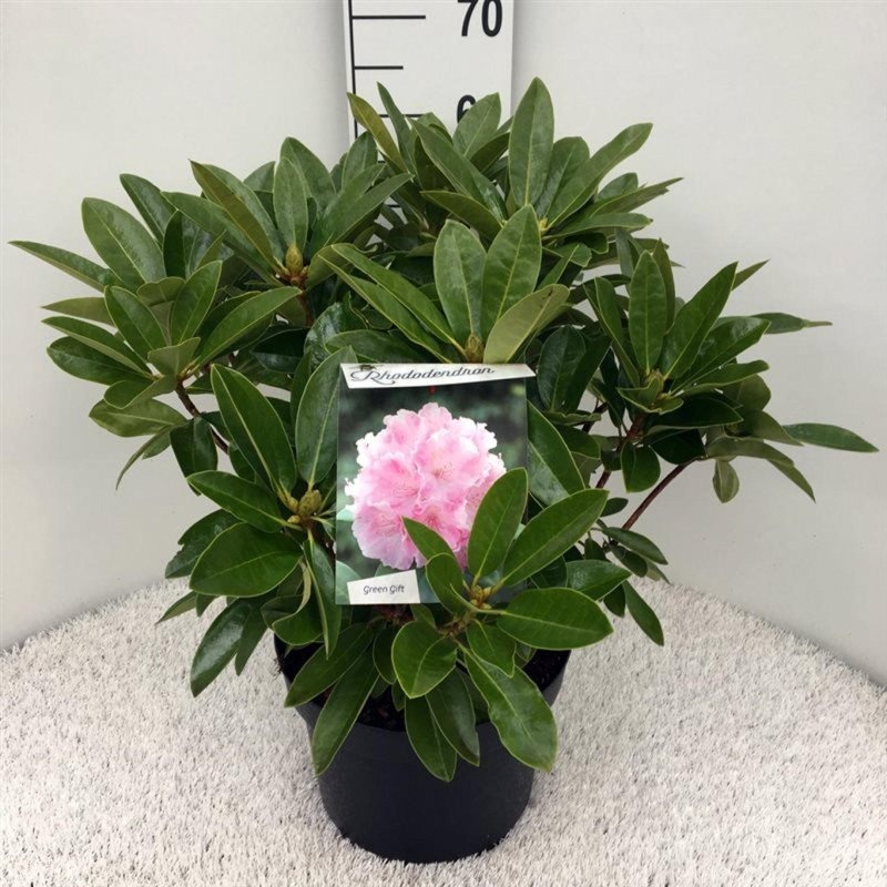 Rhododendron (C) 'Alb. Schweitzer', D 29