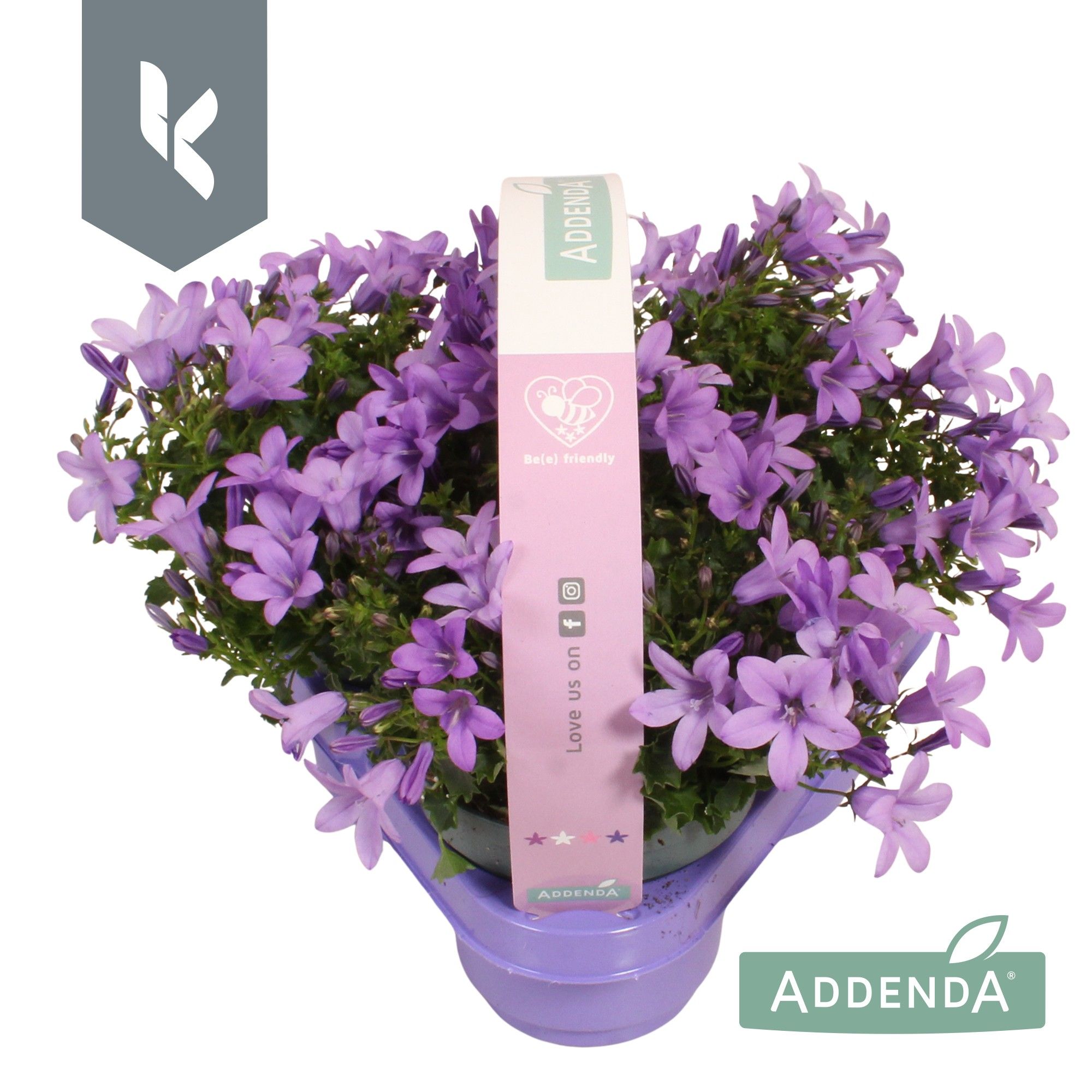 Campanula Ambella Lavender in 3-pack, D 10,5