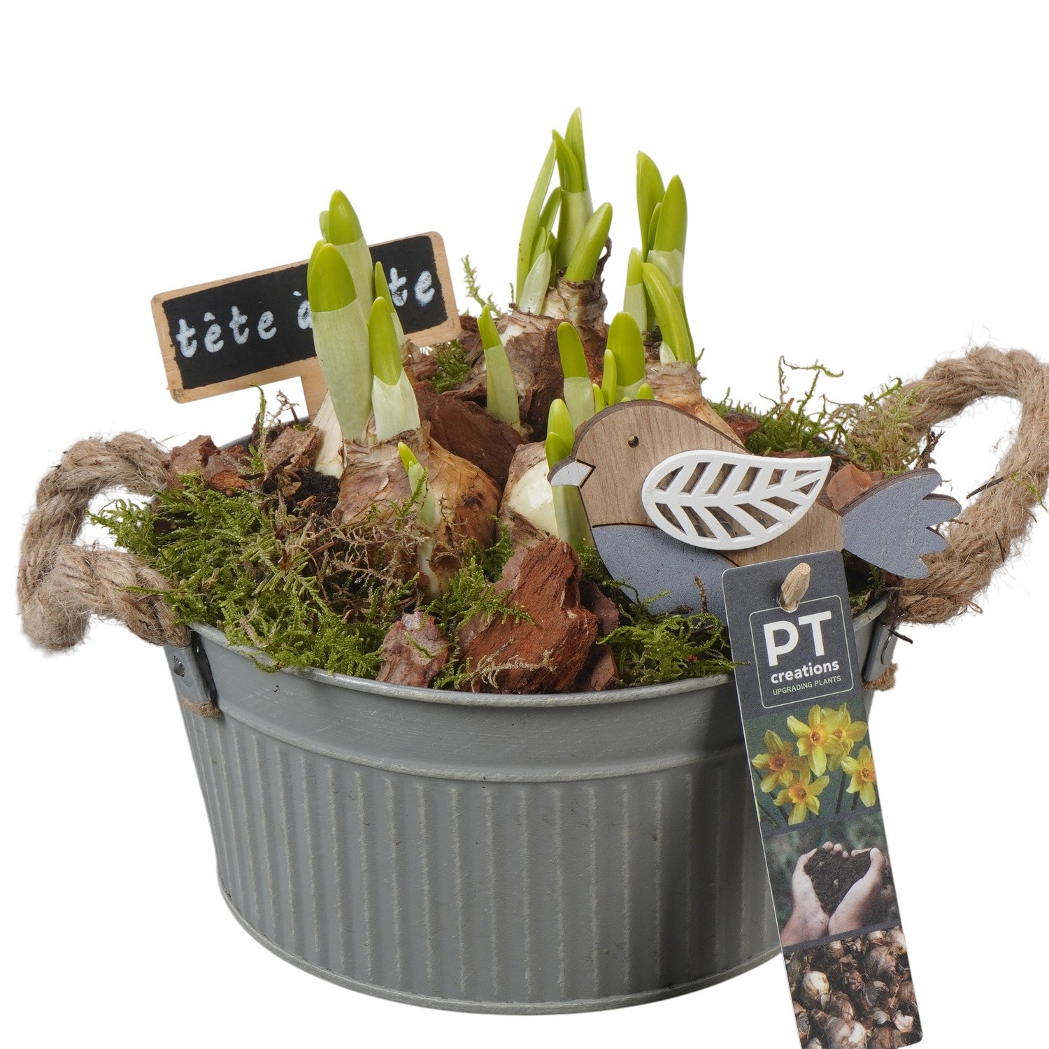 PTN8595 Arrangement Narcissus in zink pot, D 19