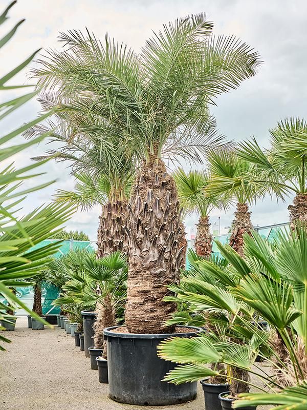 Jubaea chilensis, D 140