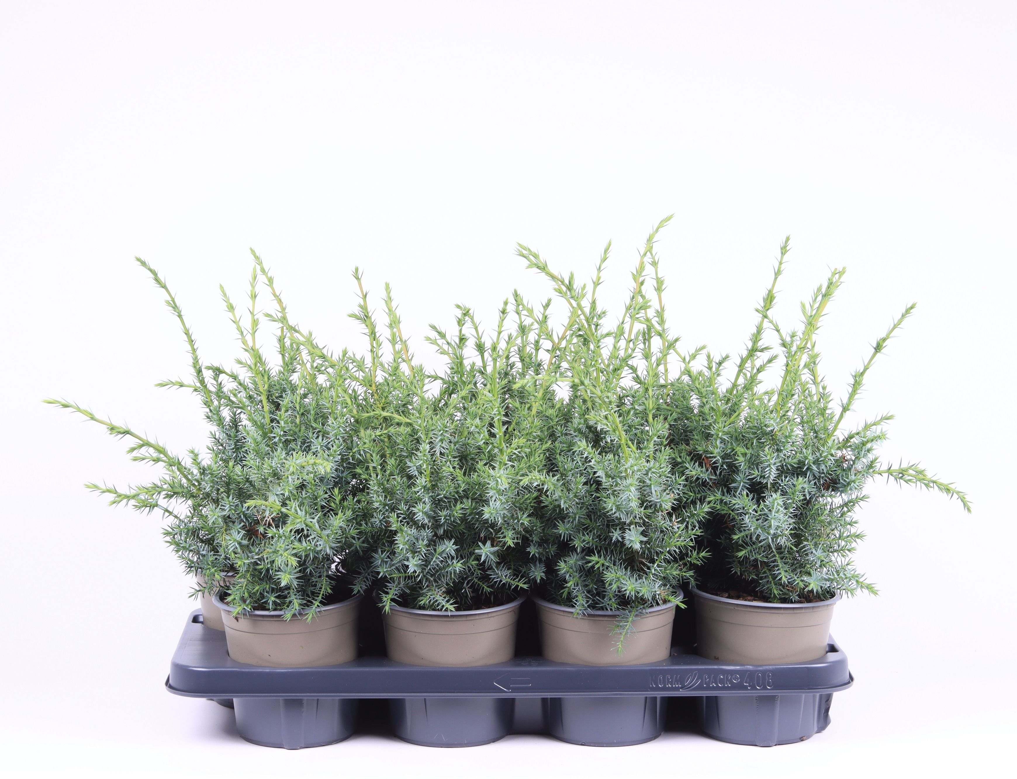 Juniperus chinensis 'Blue Alps', D 13