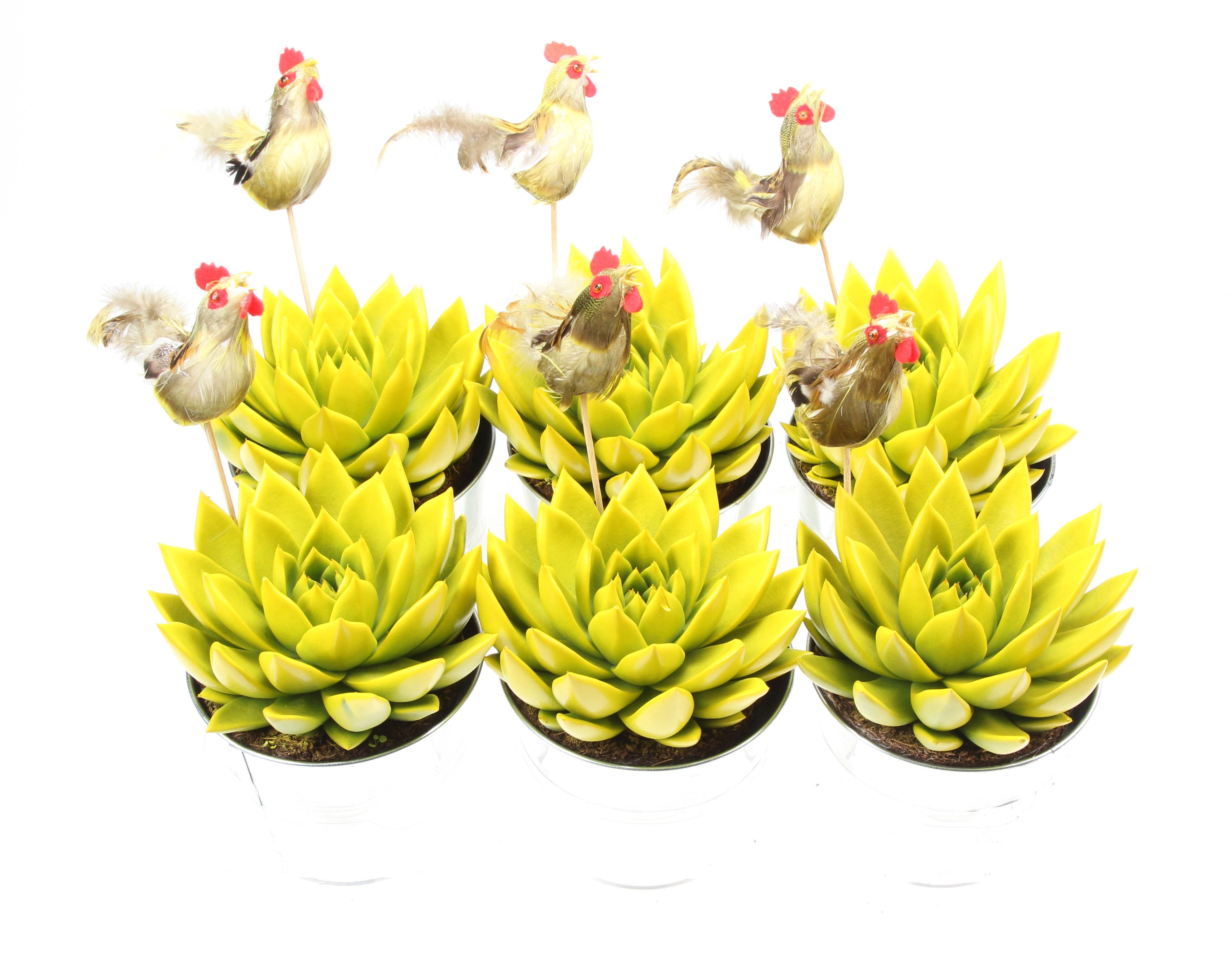 Zink miranda geel + haan, D 15