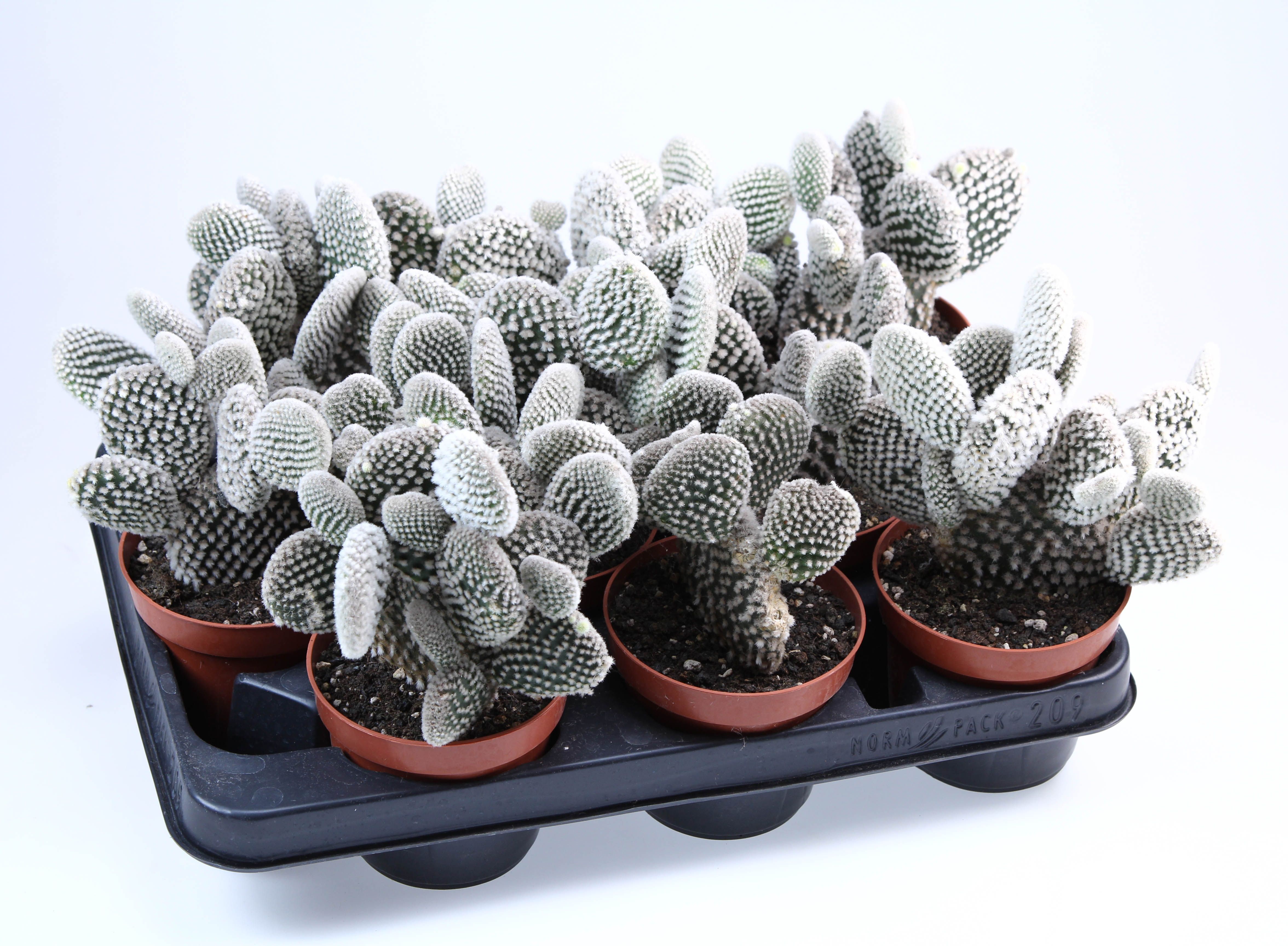 Opuntia microdasys albata, D 10,5