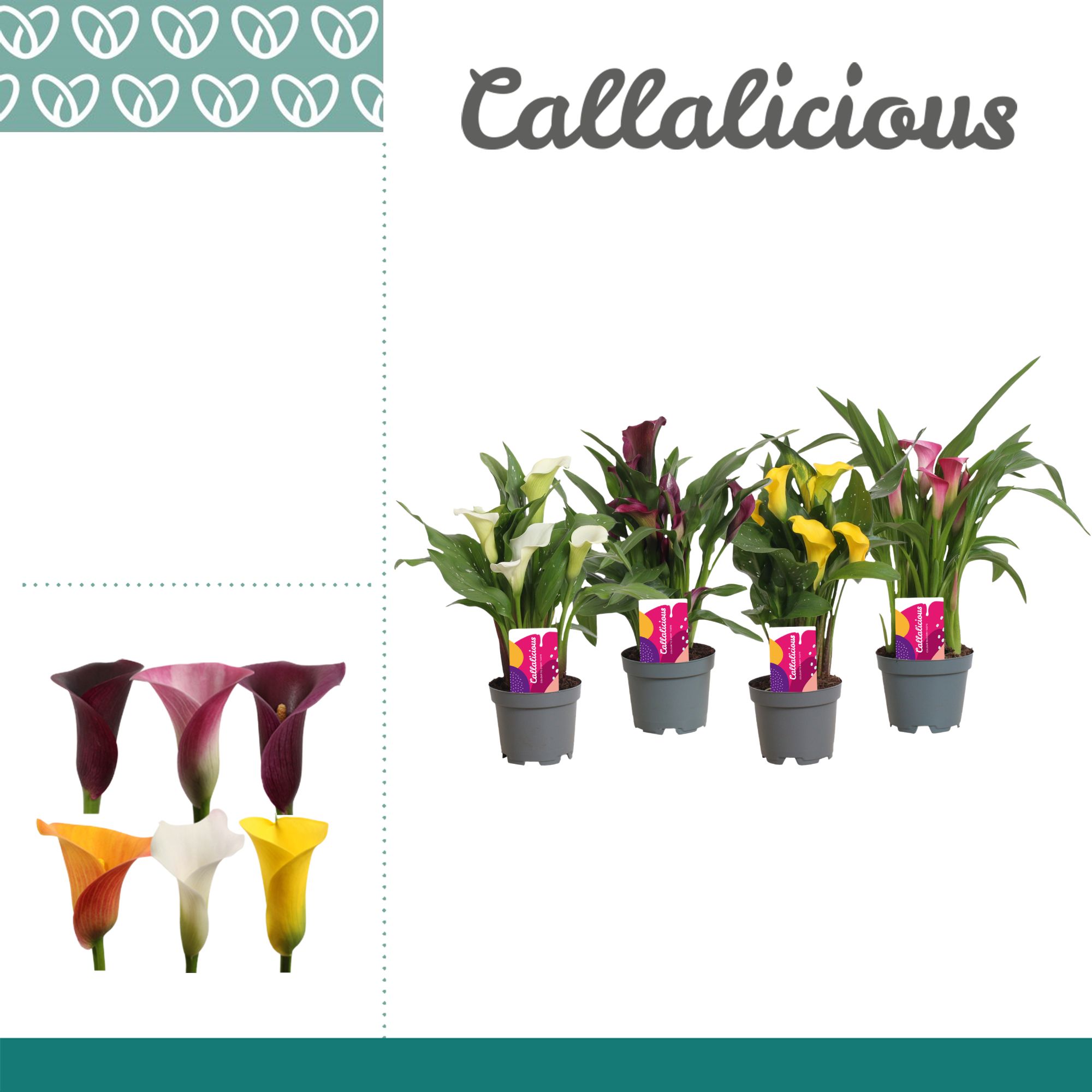 Zantedeschia (Calla) Mix, D 10,5