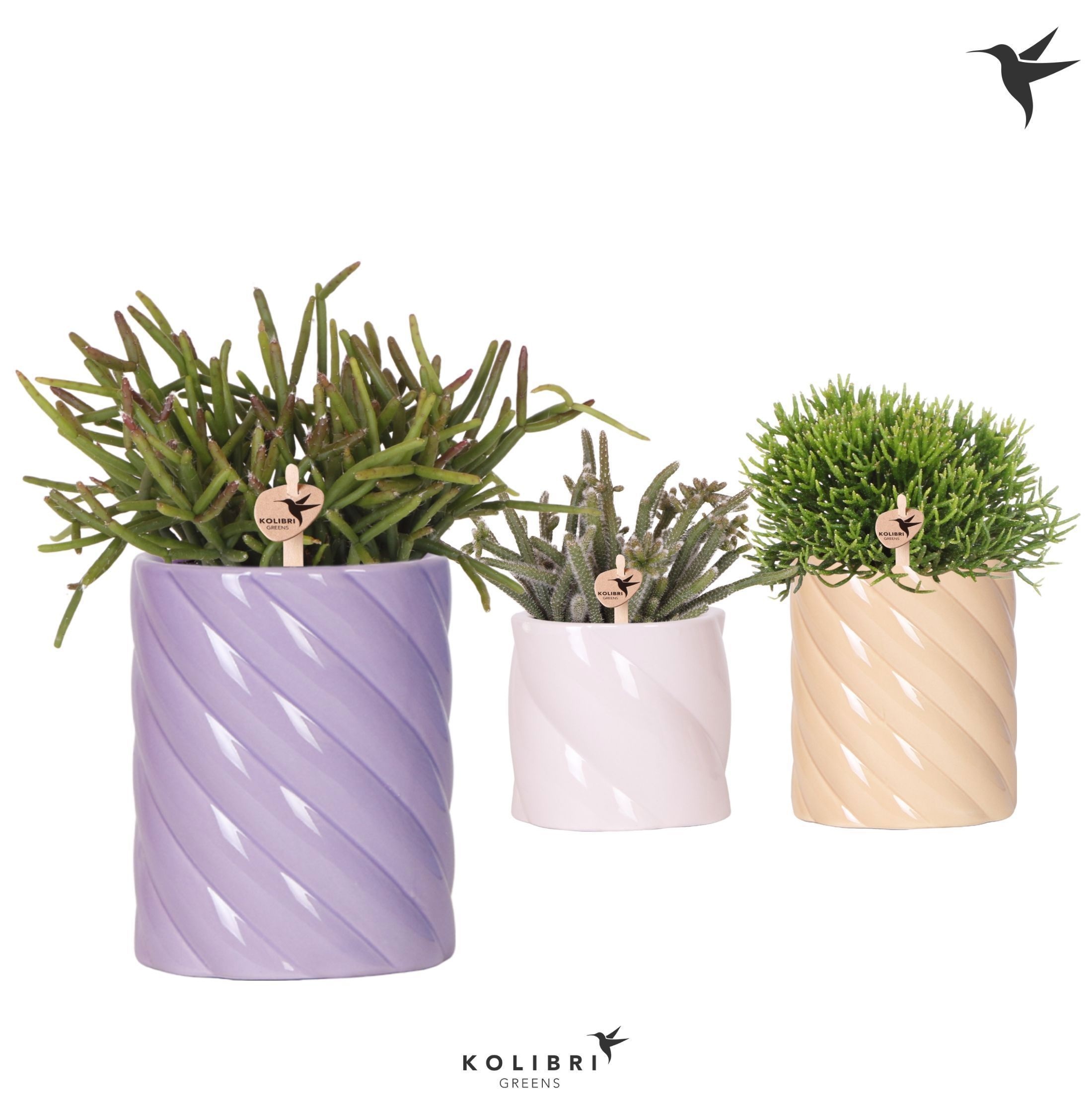 Kolibri Greens Rhipsalis mix in Candy pot pink mix, D 9