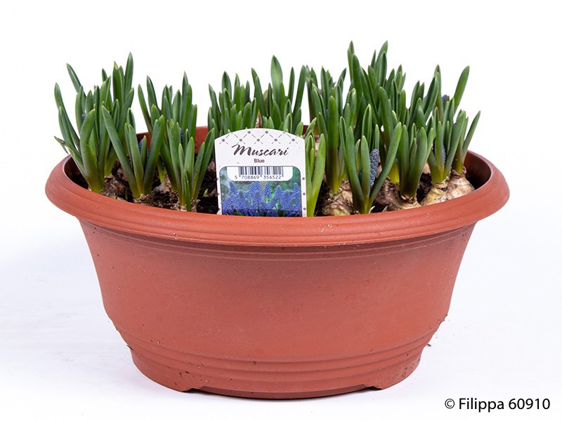 MUSCARI ARMENIACUM 'BLUE MAGIC', D 27