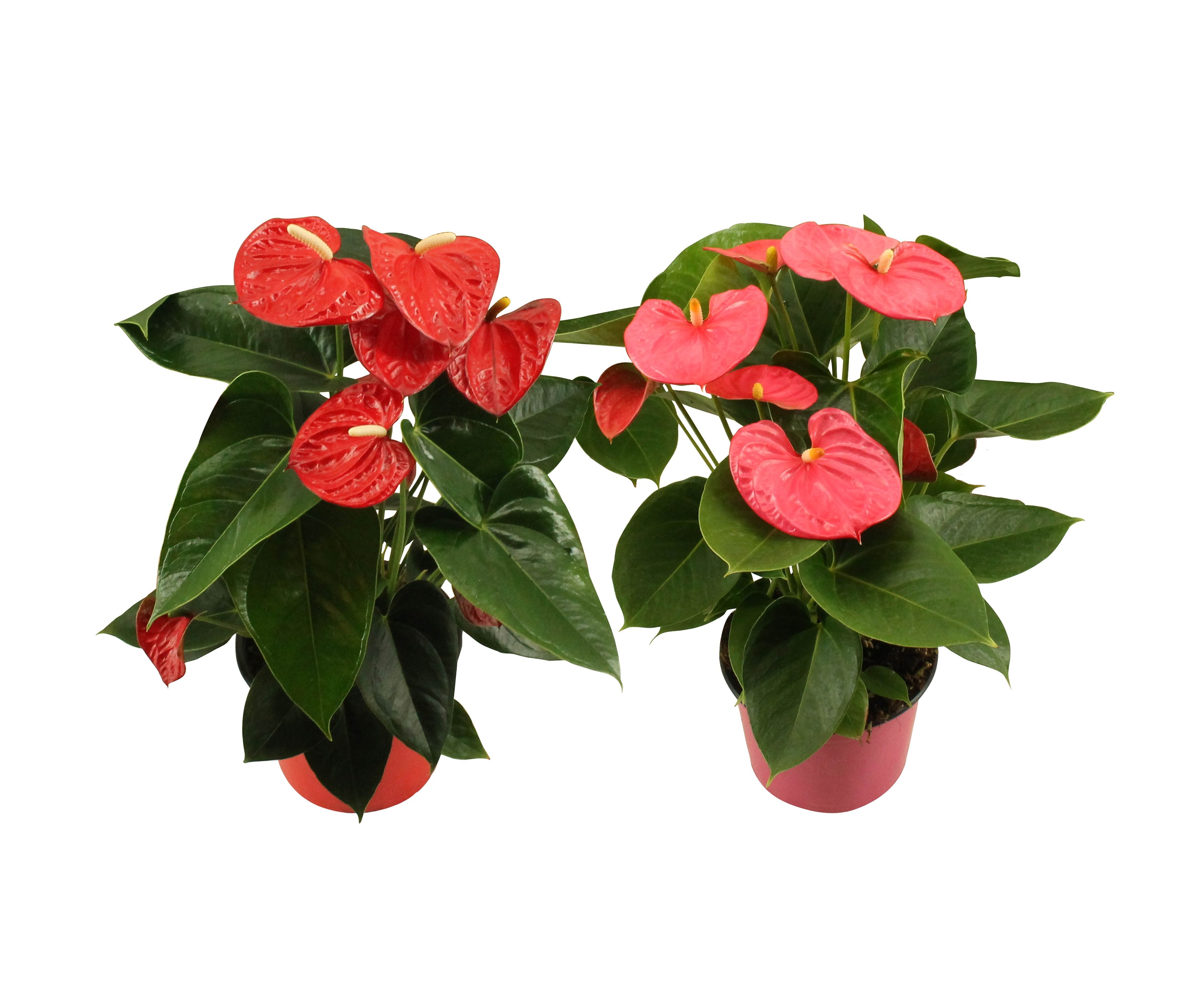 Anthurium Flamingo mix 14cm rood-roze, D 14