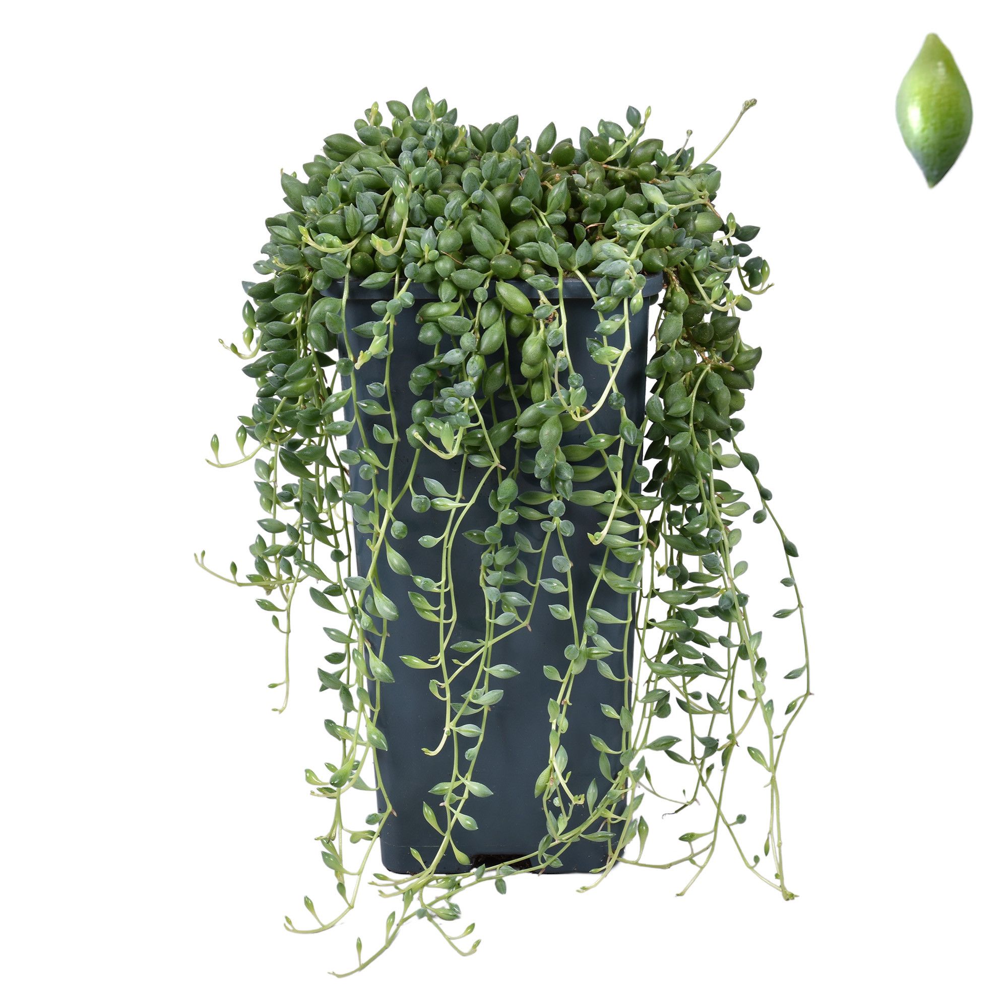 Senecio Herreianus in Vierkante Vaaspot, D 14