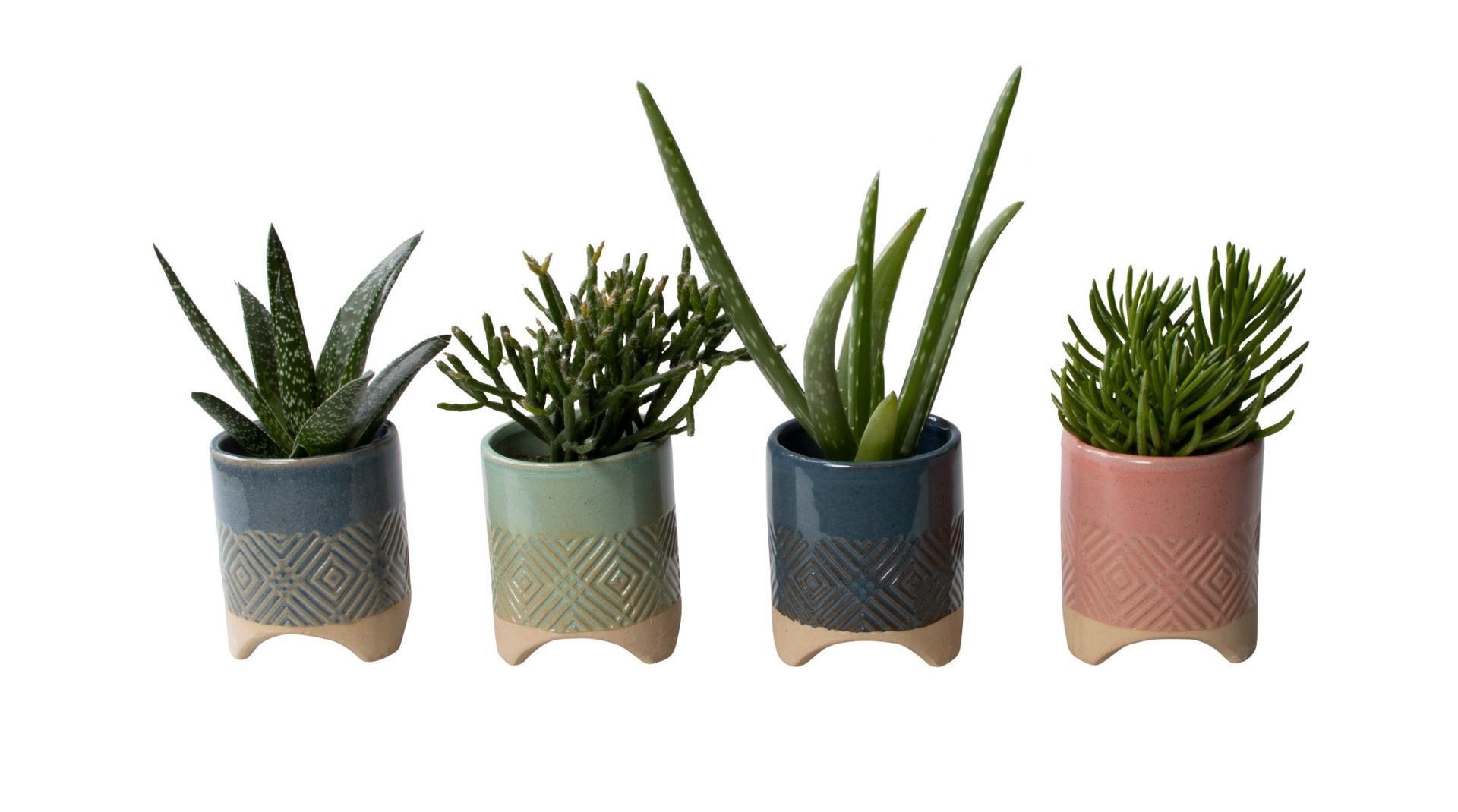 L 65775 with Succulent Mix, D 6