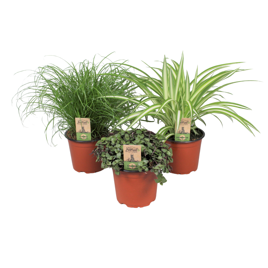 PetPlant mix 3 soorten, D 12