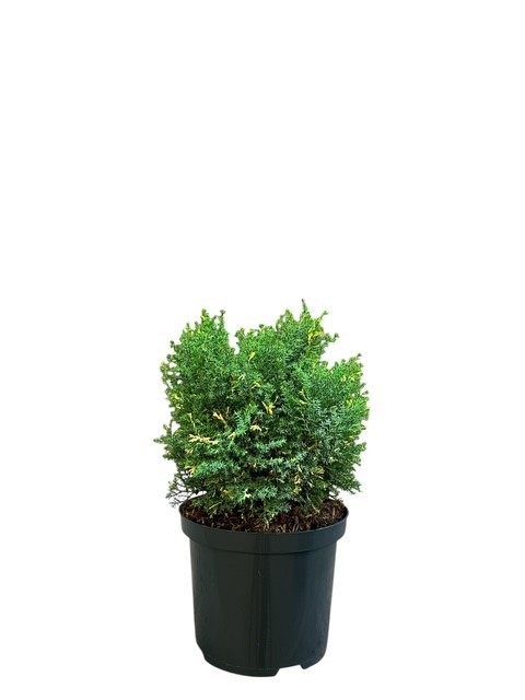 Chamaecyparis o. 'Saffron Spray', D 18
