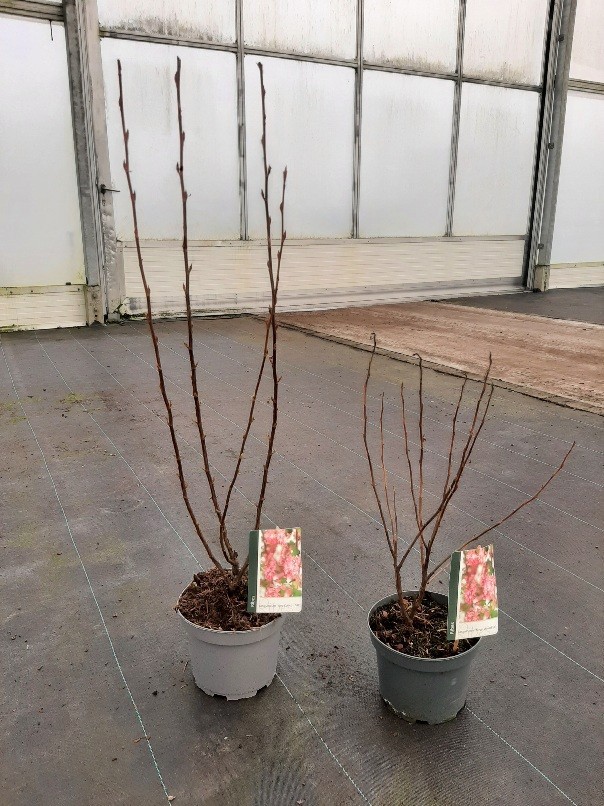 Ribes sang. King Edward VII, D 19