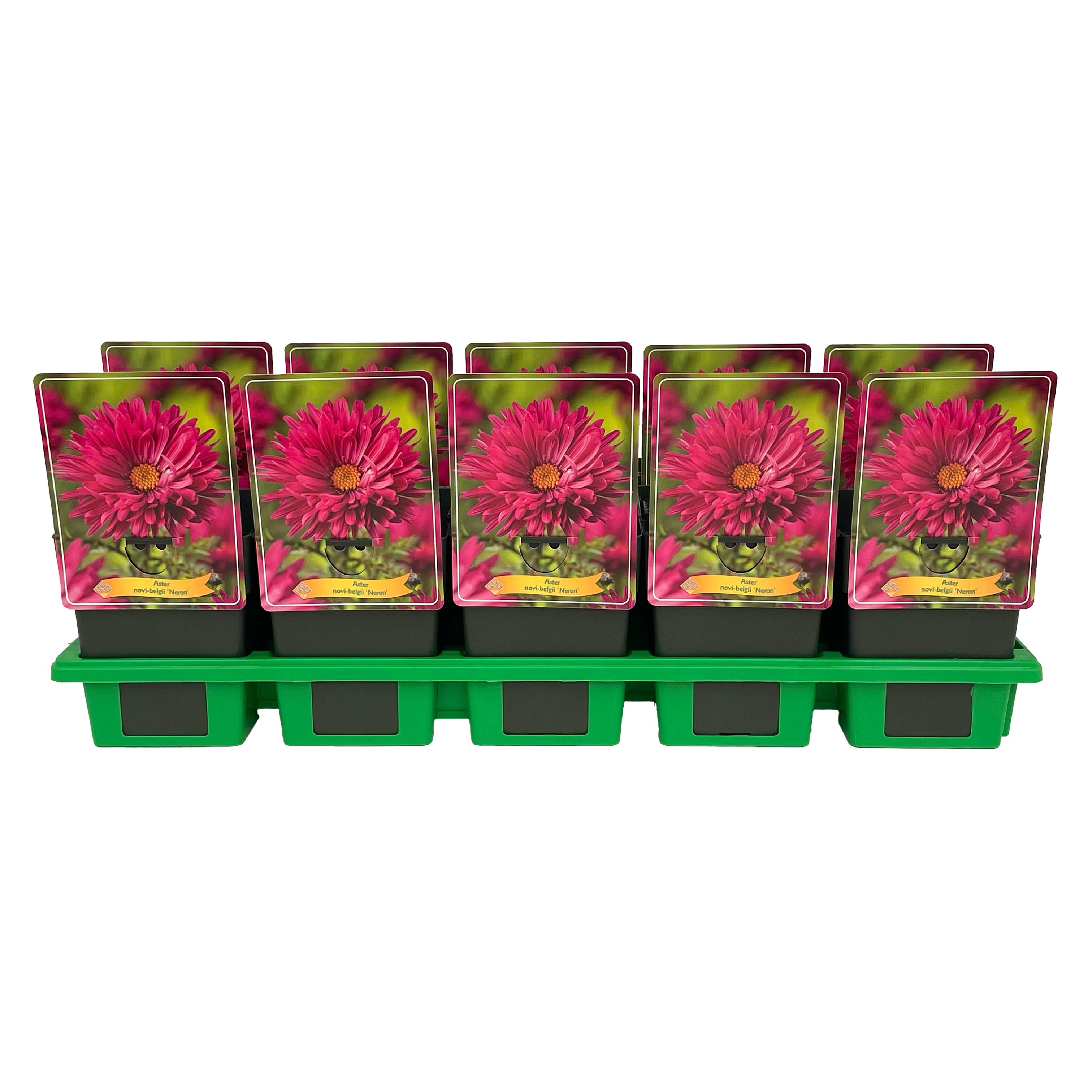 Aster novi-belgii 'Neron' P11, D 11