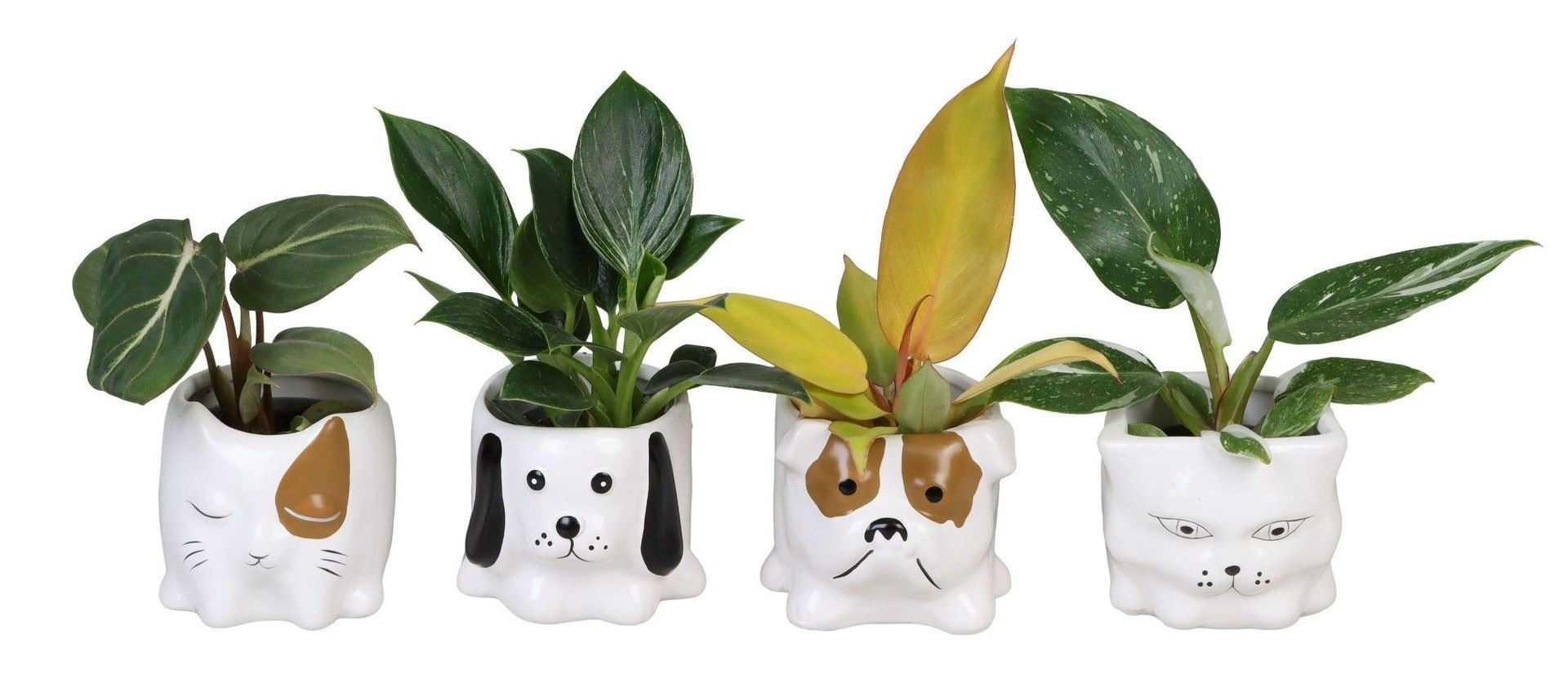 L 66648 with Philodendron Mix 6 cm, D 6