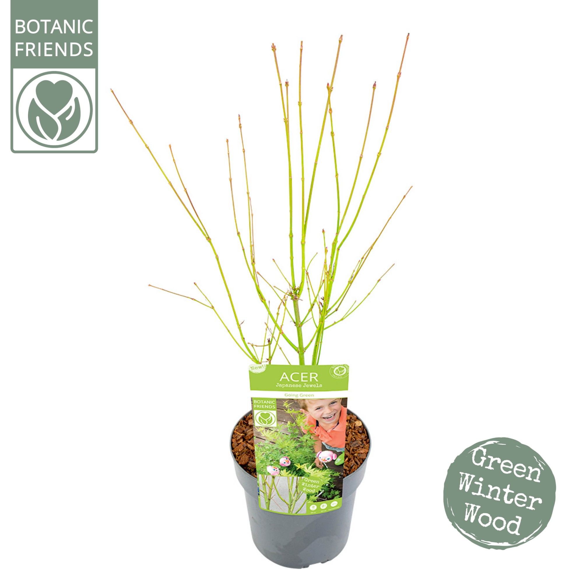 Acer palm. 'Going Green'®, D 19