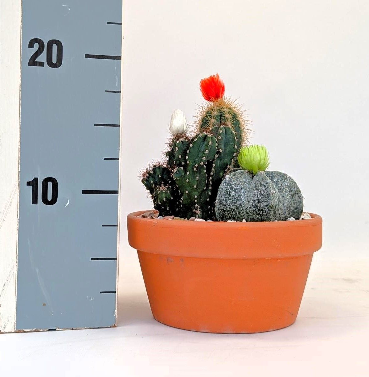 Cactus mix 15,0 cm arrangement strobloem, D 15