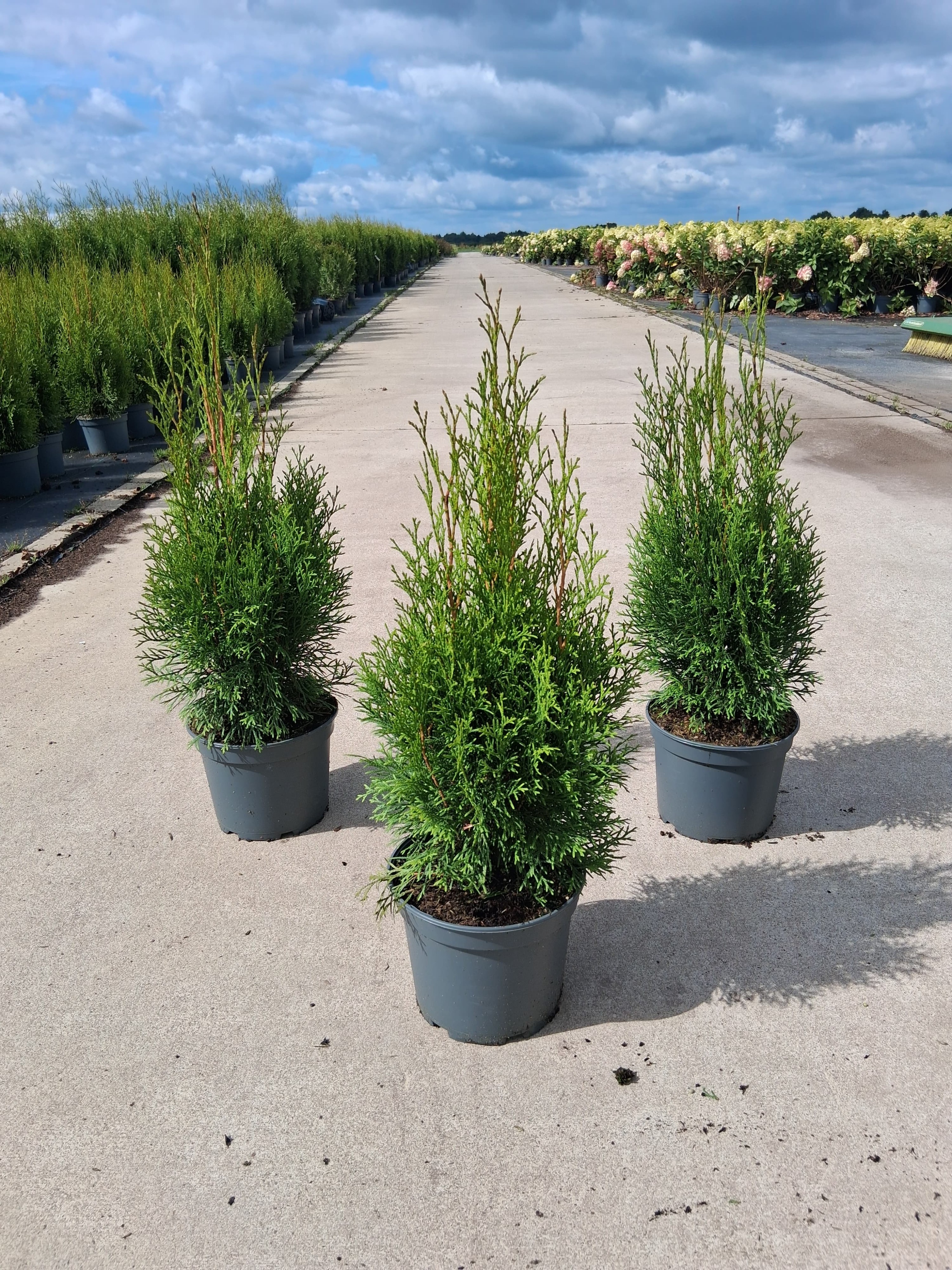 Thuja occ. 'Smaragd', D 23