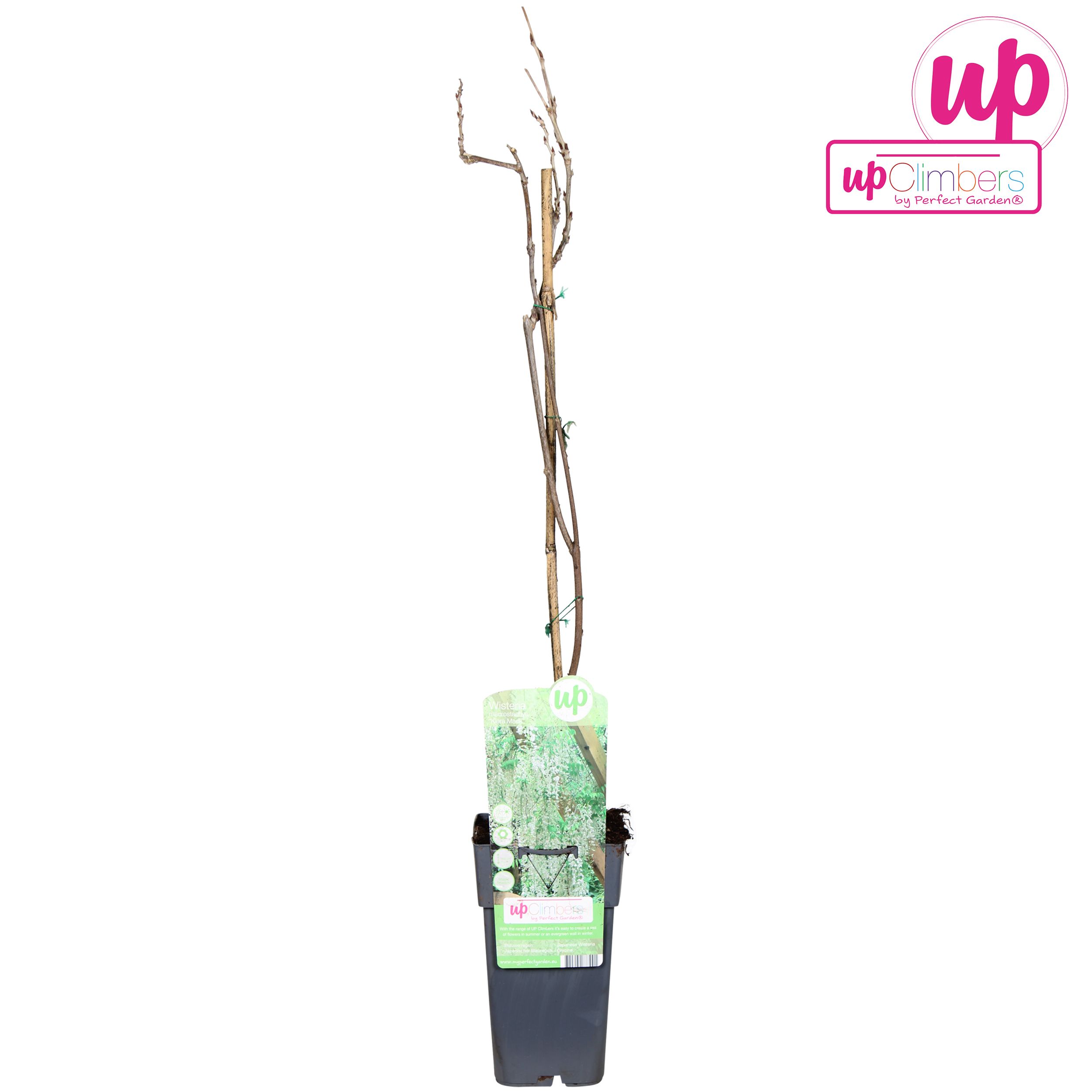 Wisteria macrostachya 'Clara Mack' P15, D 15