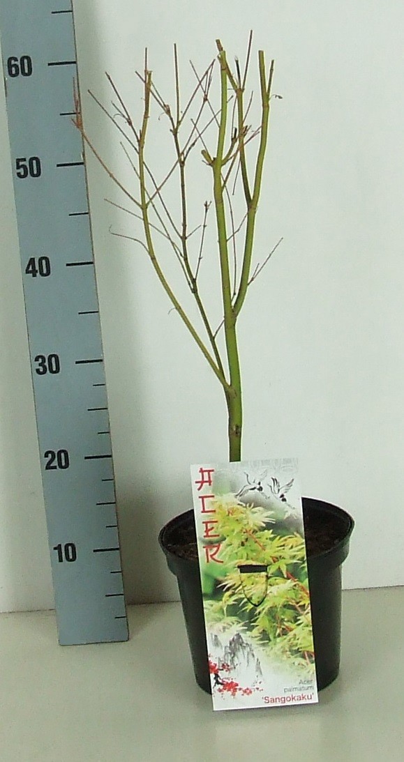 Acer palmatum 'Sangokaku' P19 Full CC, D 19