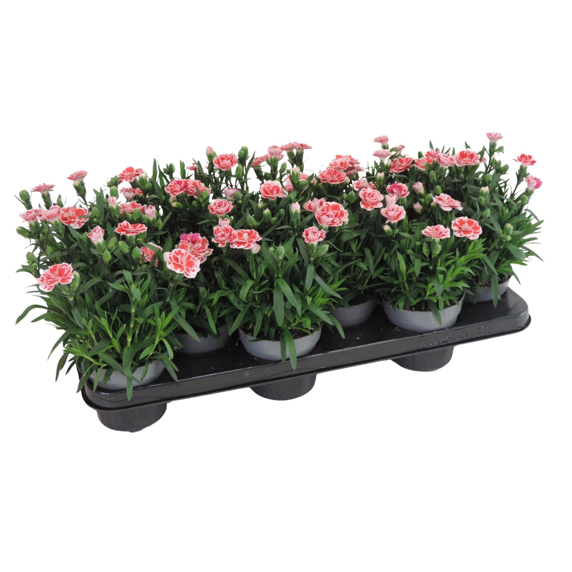 Dianthus Oscar White and Red10.5 cm, D 10,5