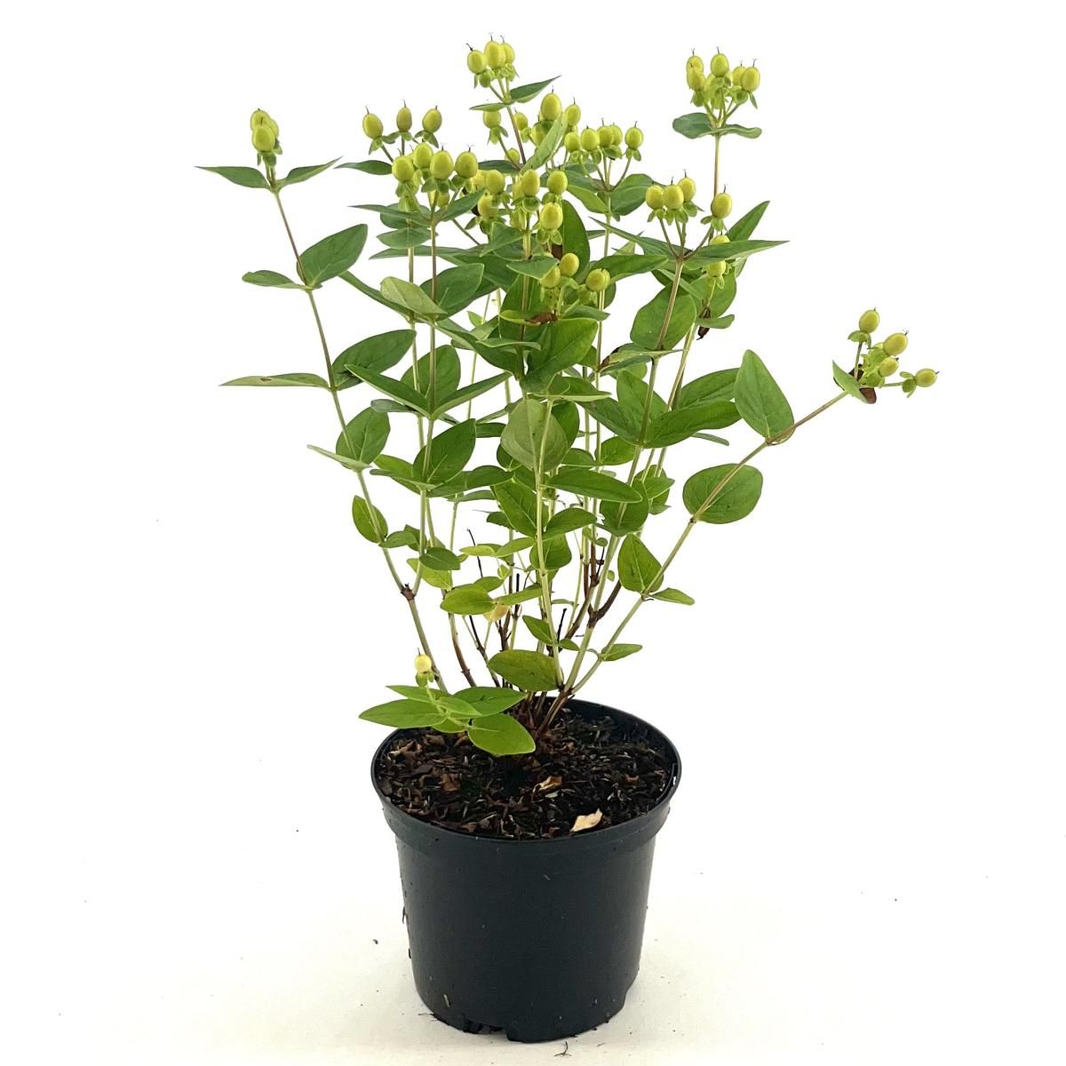 Hypericum Miracle Pistache, D 17