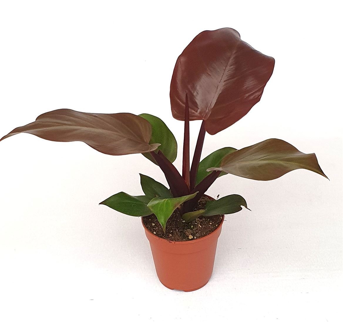 Philodendron 'Mccolleys finale', D 12