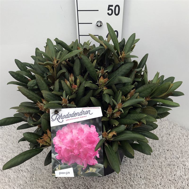 Rhodo. (Y) 'Kalinka' pink, D 29