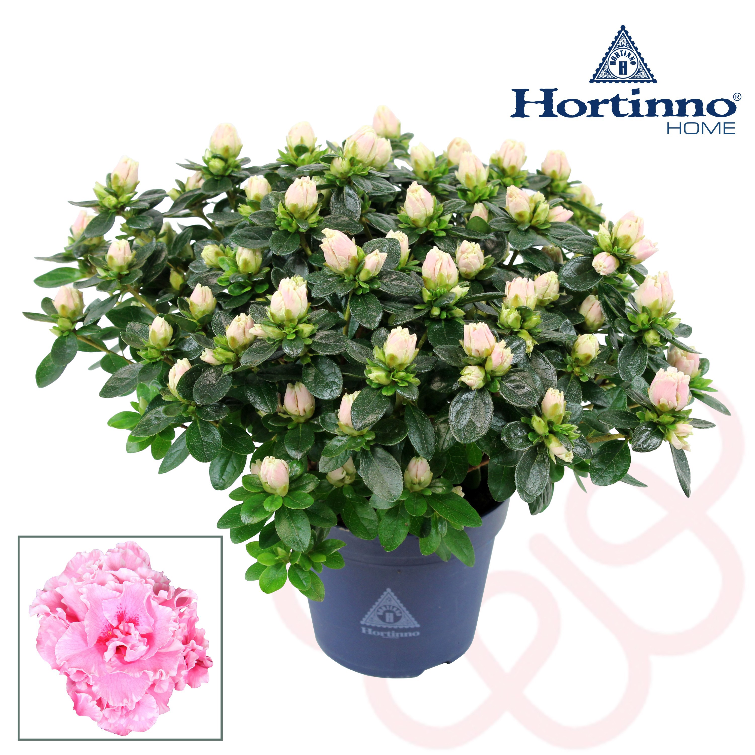 Hortinno® Home 'roos' 25 - 27 cm, D 13