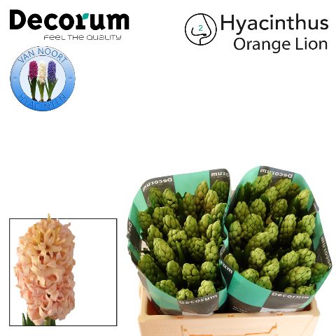 Гиацинт Оранж Лаен, шт.