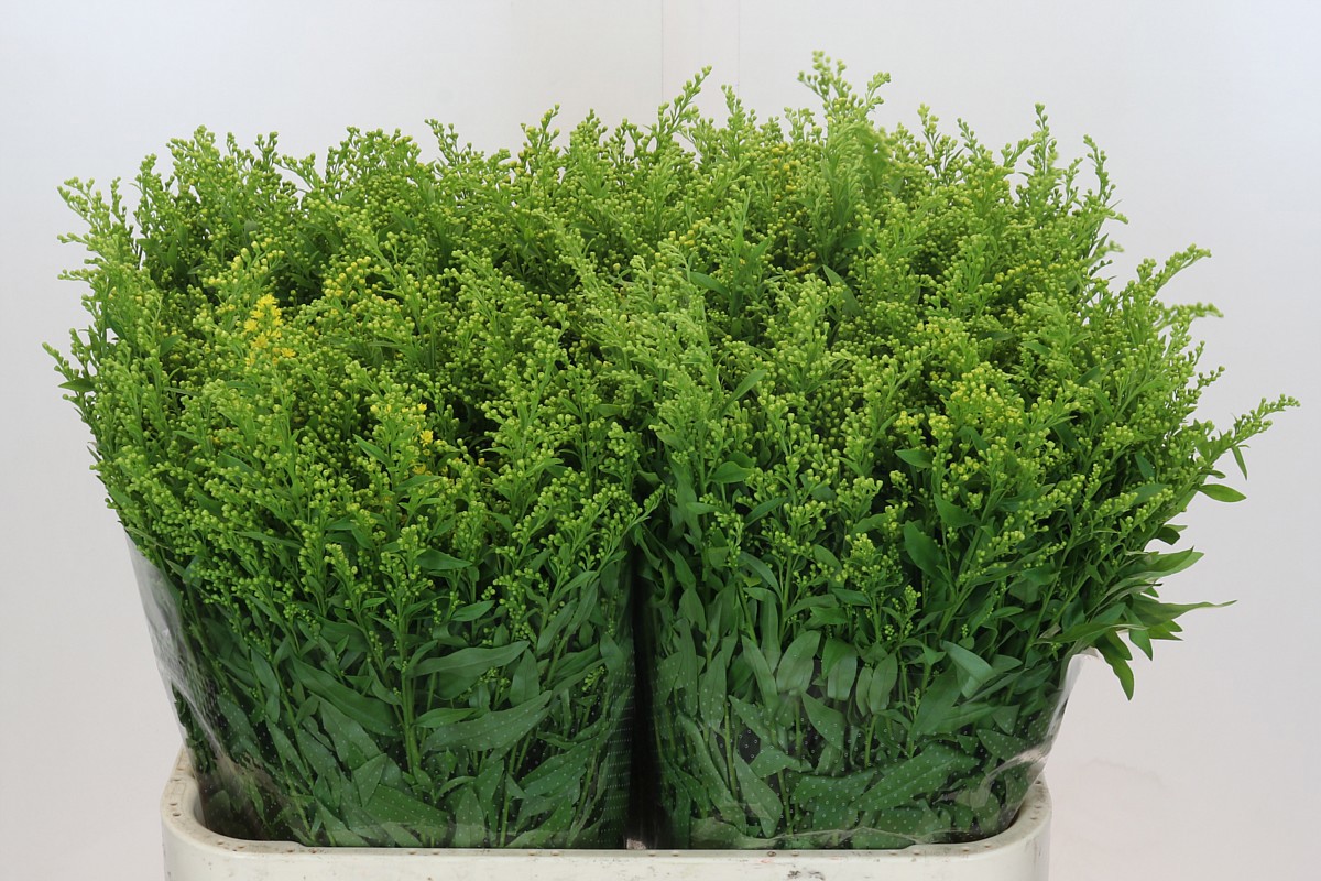 Солидаго Голден Глори 80, шт.