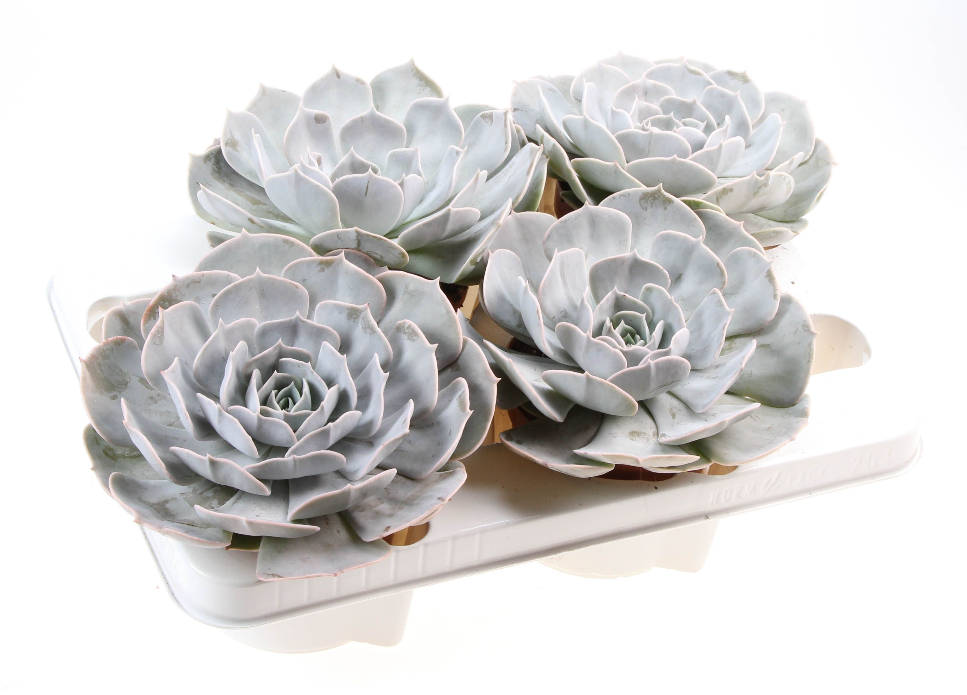 Echeveria Pollux XXL, D 12