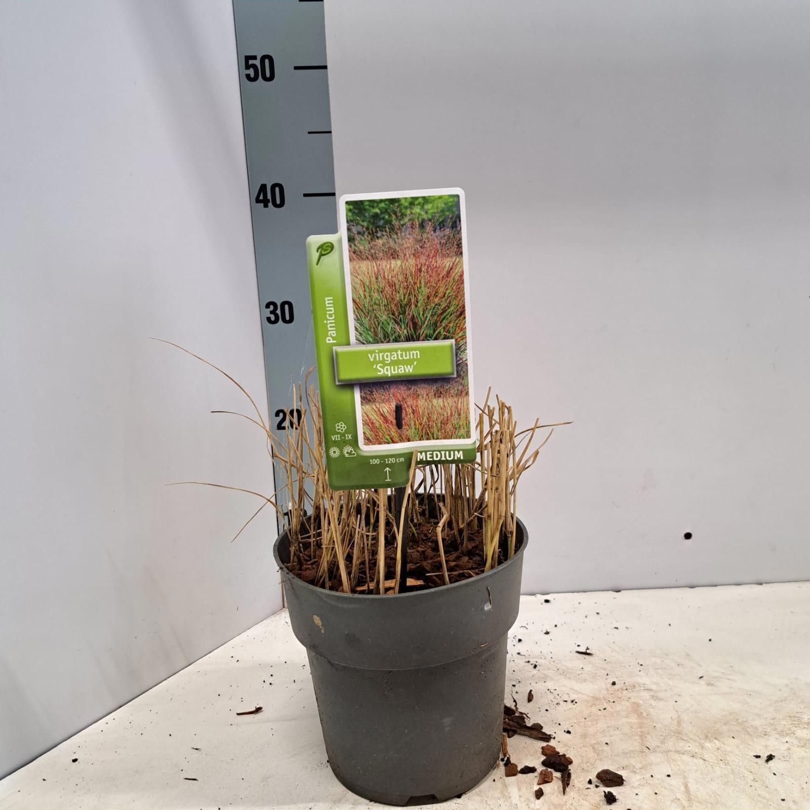 Panicum virgatum 'Squaw', D 17