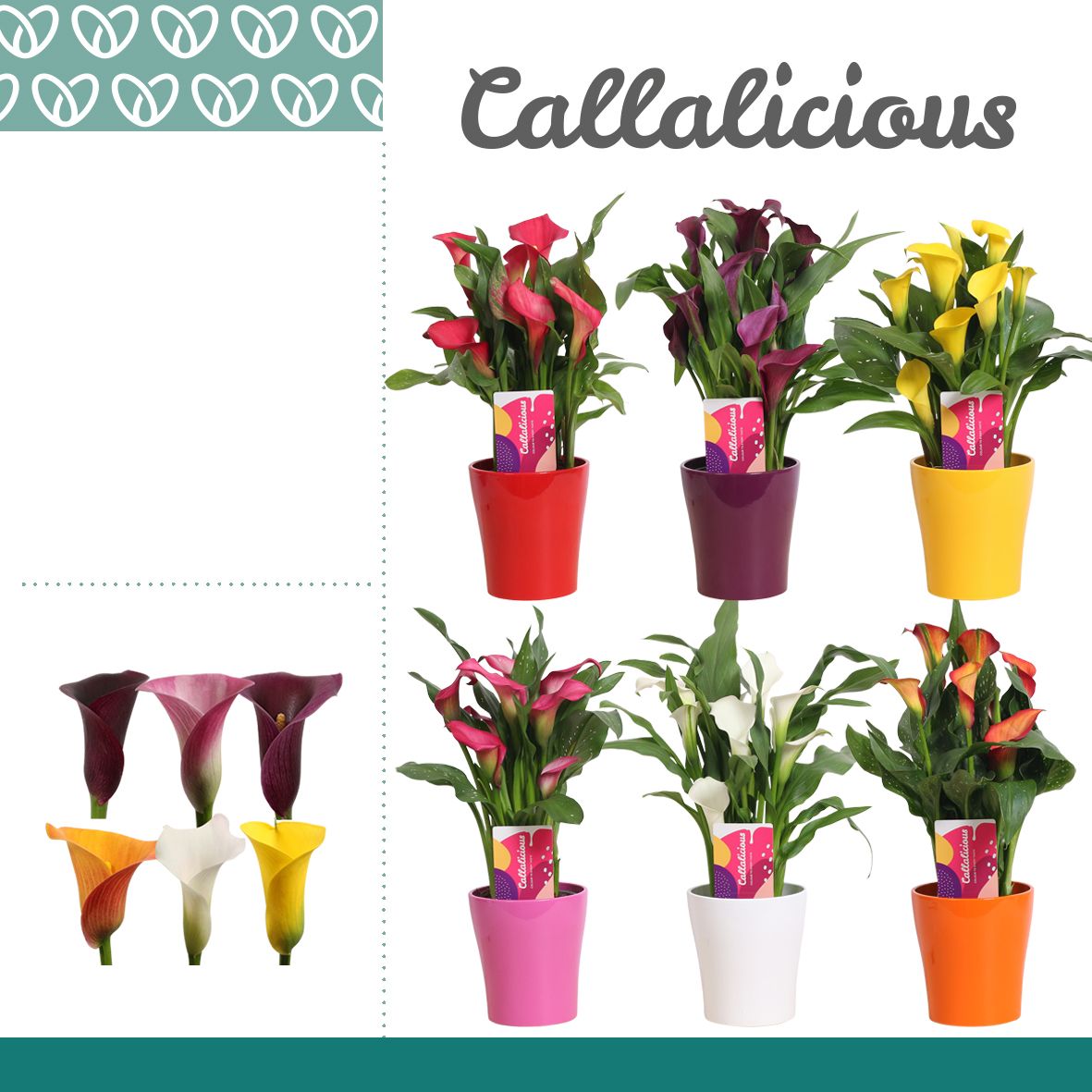 Zantedeschia (Calla) Mix in Ompot Amy, D 12