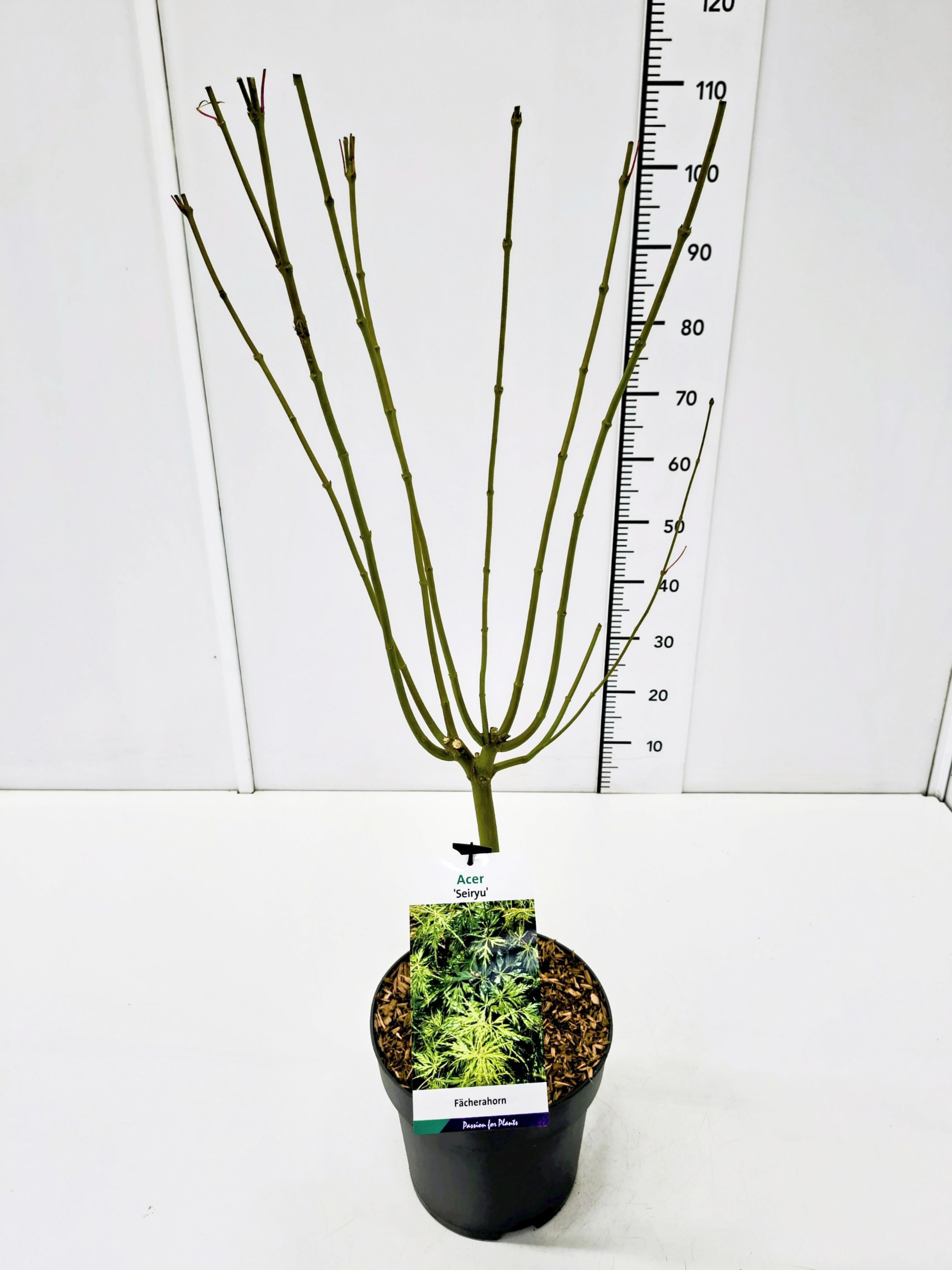 Acer palm. 'Seiryu' 80-100C7, D 25
