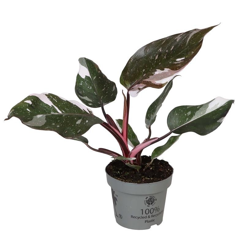 PHILODENDRON-HYBRID 'RED ANDERSON', D 12