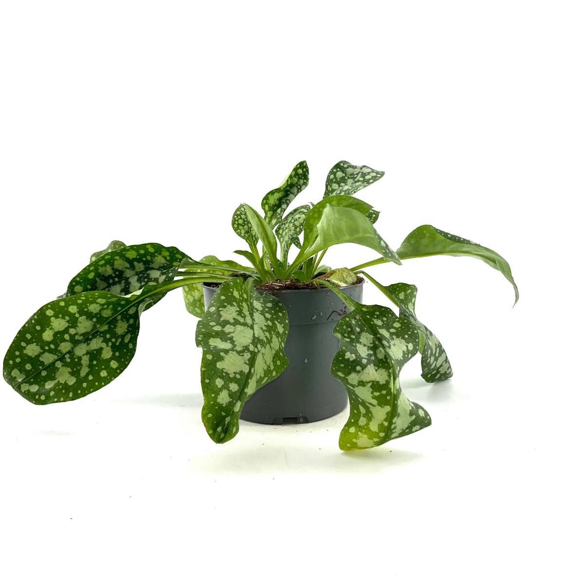 Pulmonaria off. 'Sissinghurst White, D 17