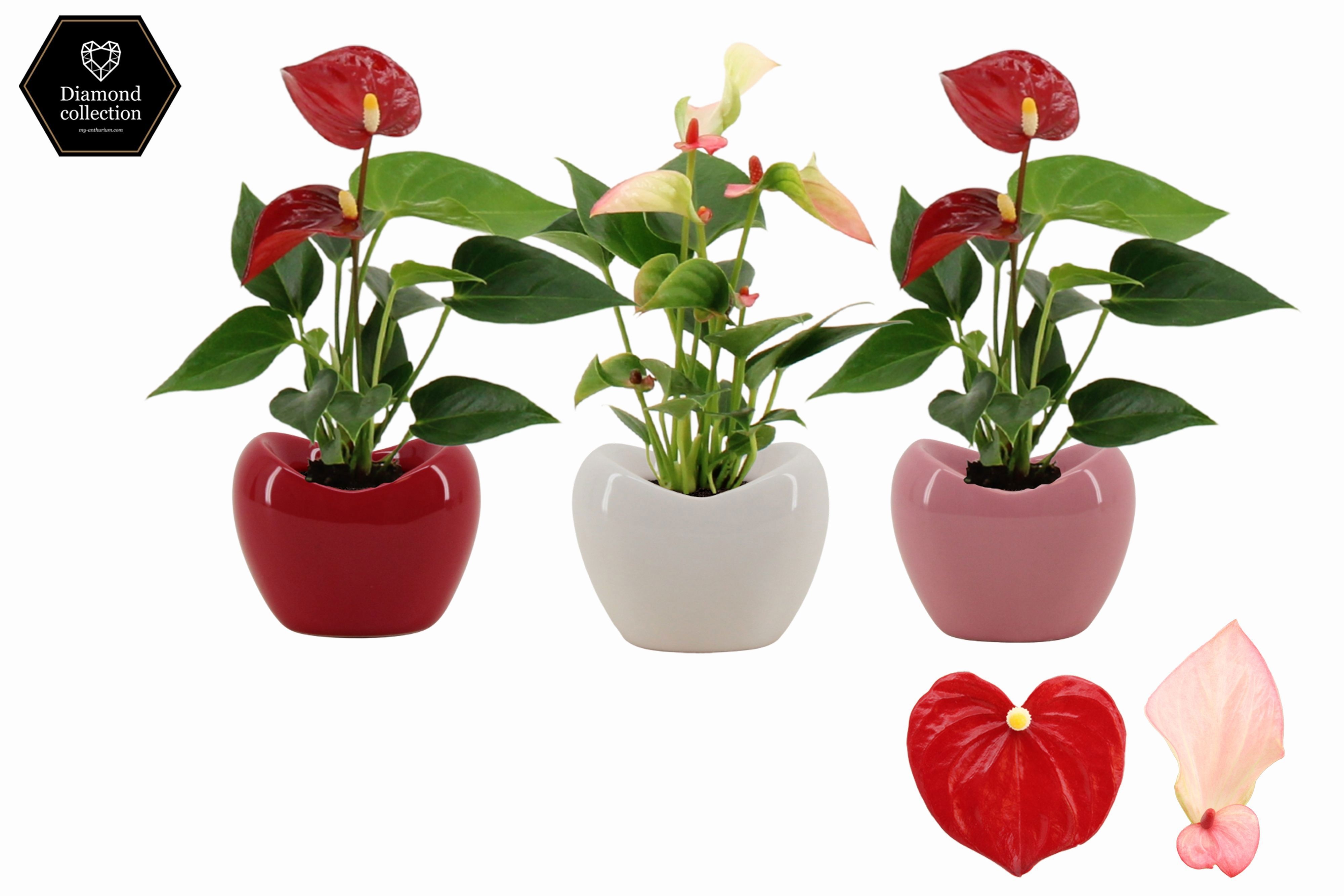 Anthurium 6 cm 2 color mix in Paris ceramics, D 6