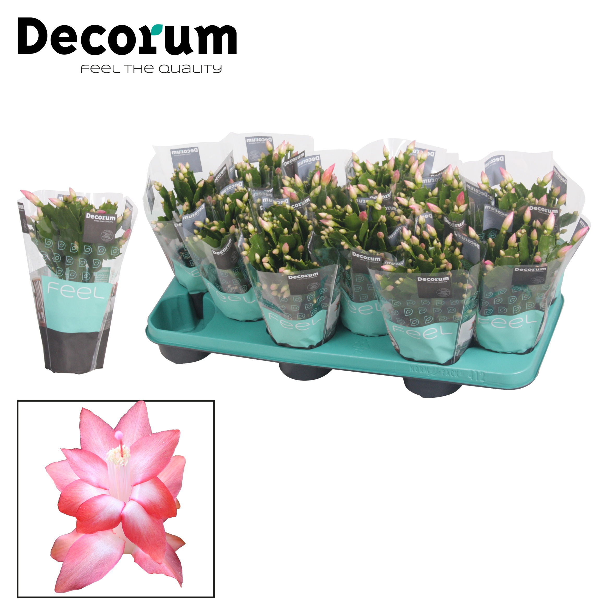 Schlumbergera - 10,5 cm - Pink (Russian) met hoes - Decorum, D 10,5