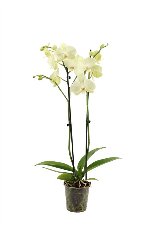 Phal Green Mile 2T16+, D 12