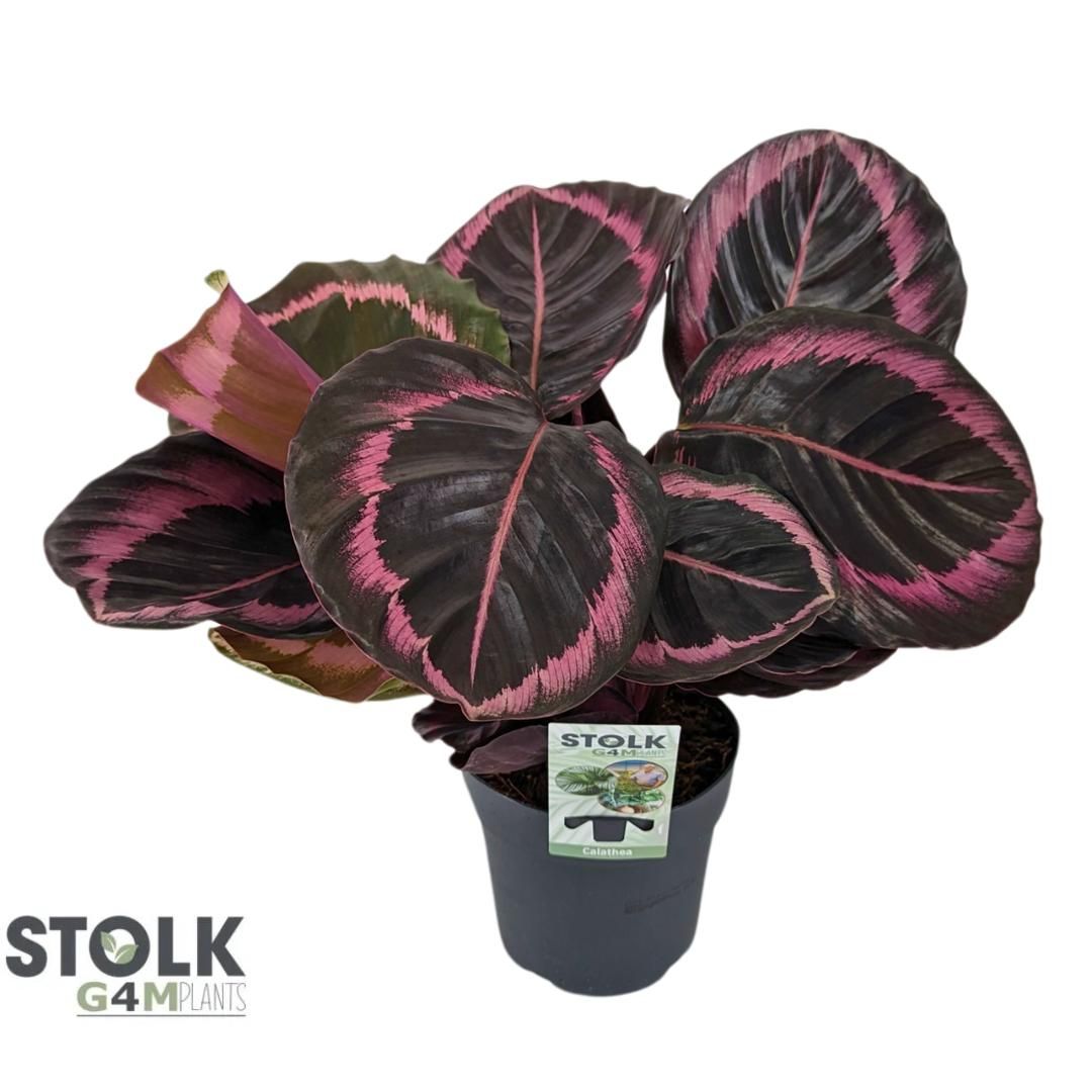 Calathea 14cm 'Prinses Jessy', D 14