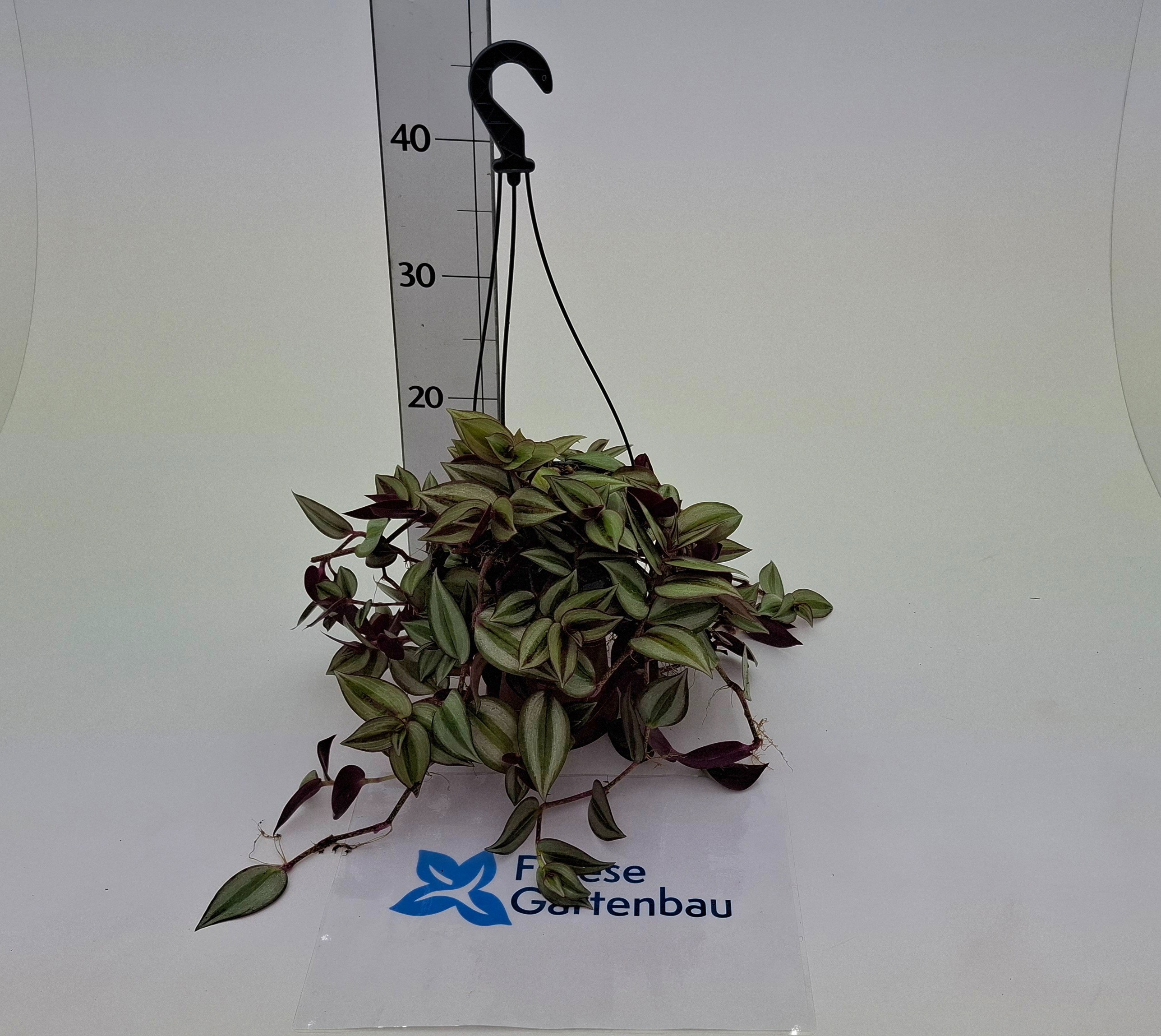 Tradescantia Ampel T14, D 25