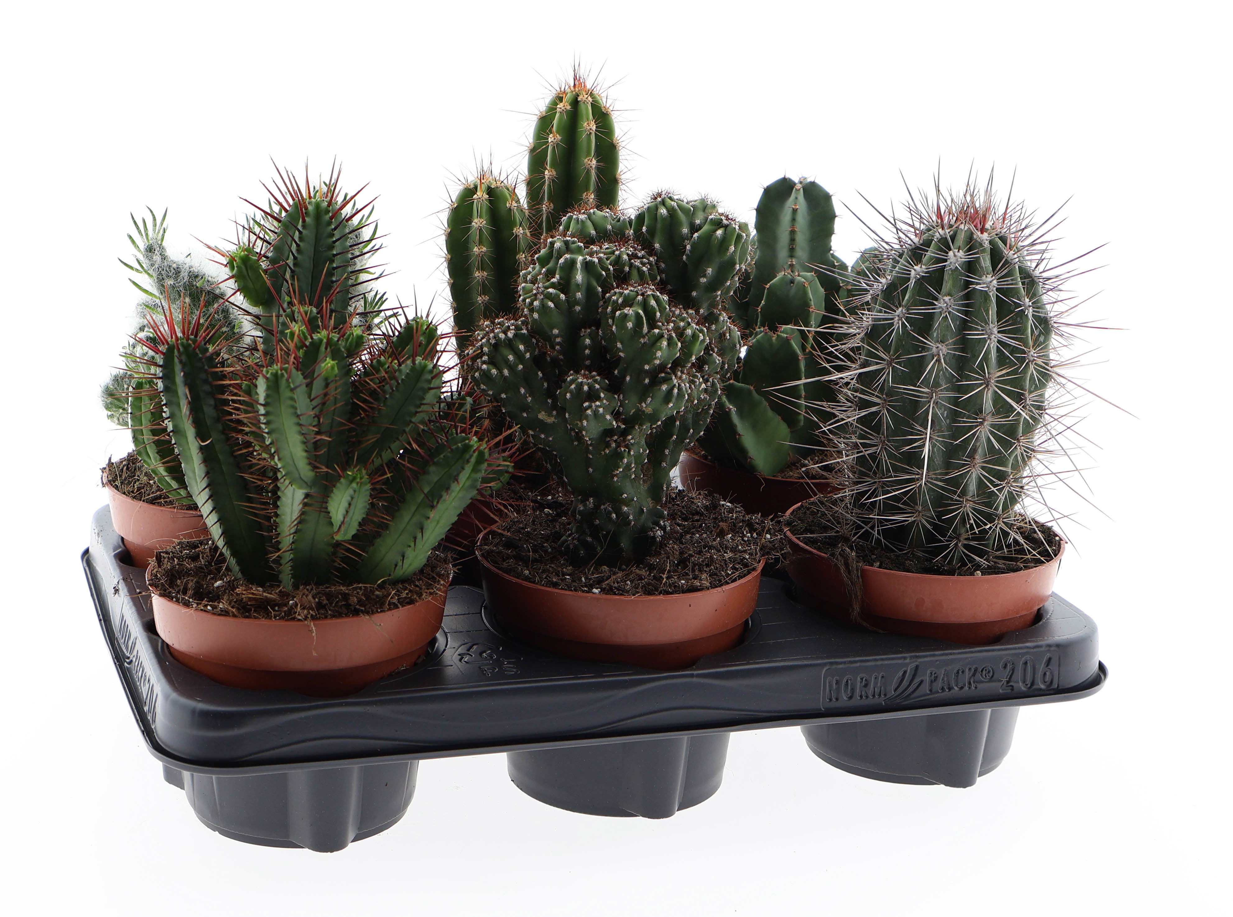 Cactus special mix, D 12