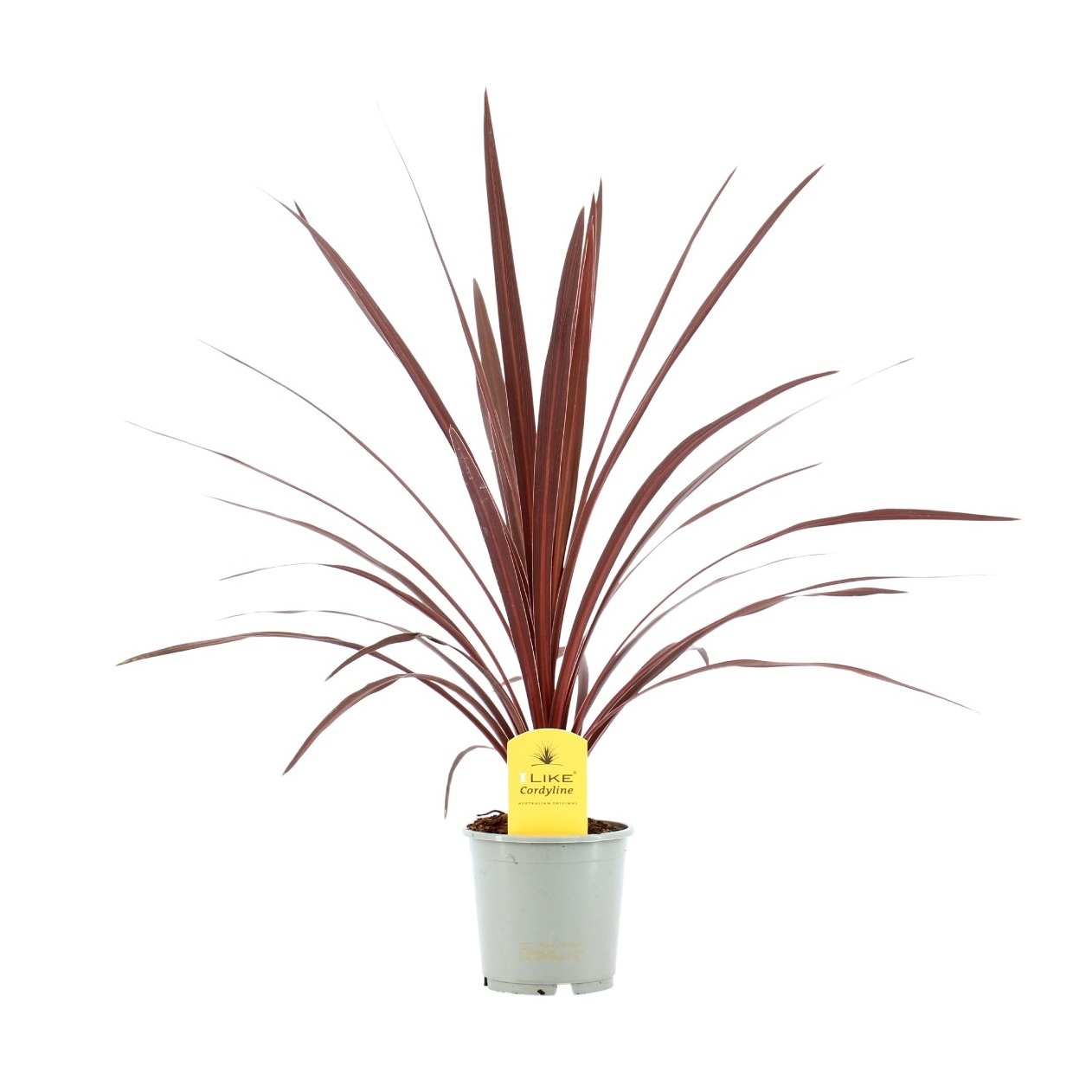 Cordyline Australis Red Star - 13cm, D 13