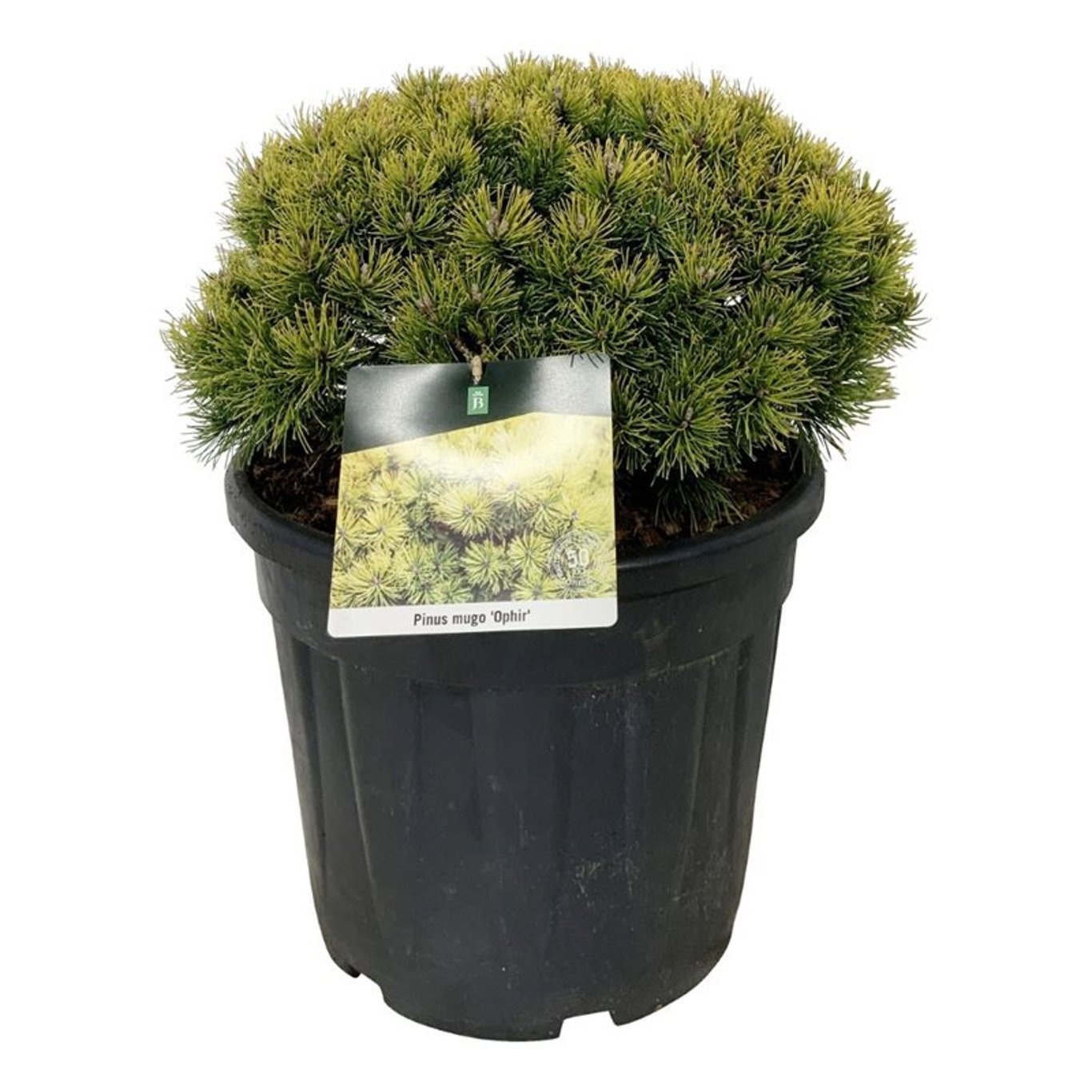 Pinus mugo 'Ophir', D 40