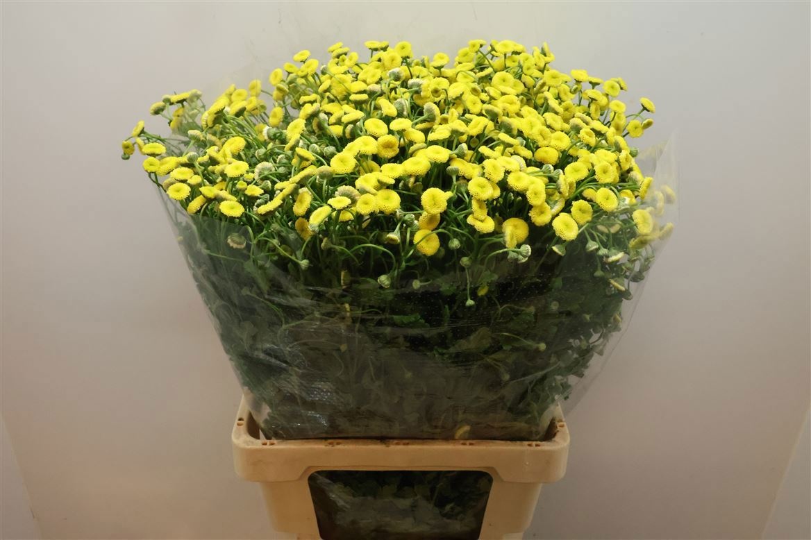 Танацетум Амазон 70, шт.